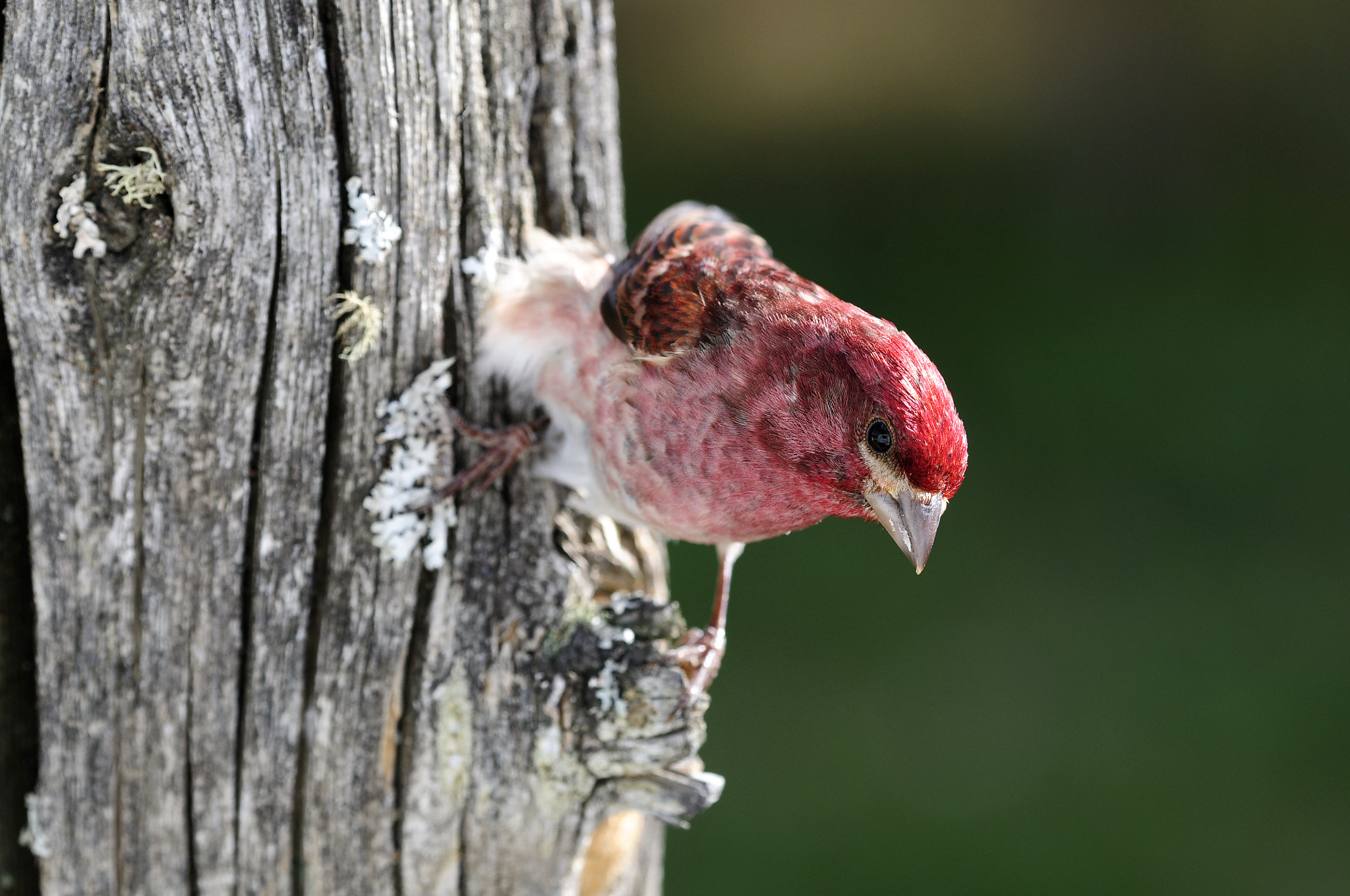 Nikon D300S sample photo. Roselin pourpré haemorphous purpureus haemorhous purple finch photography