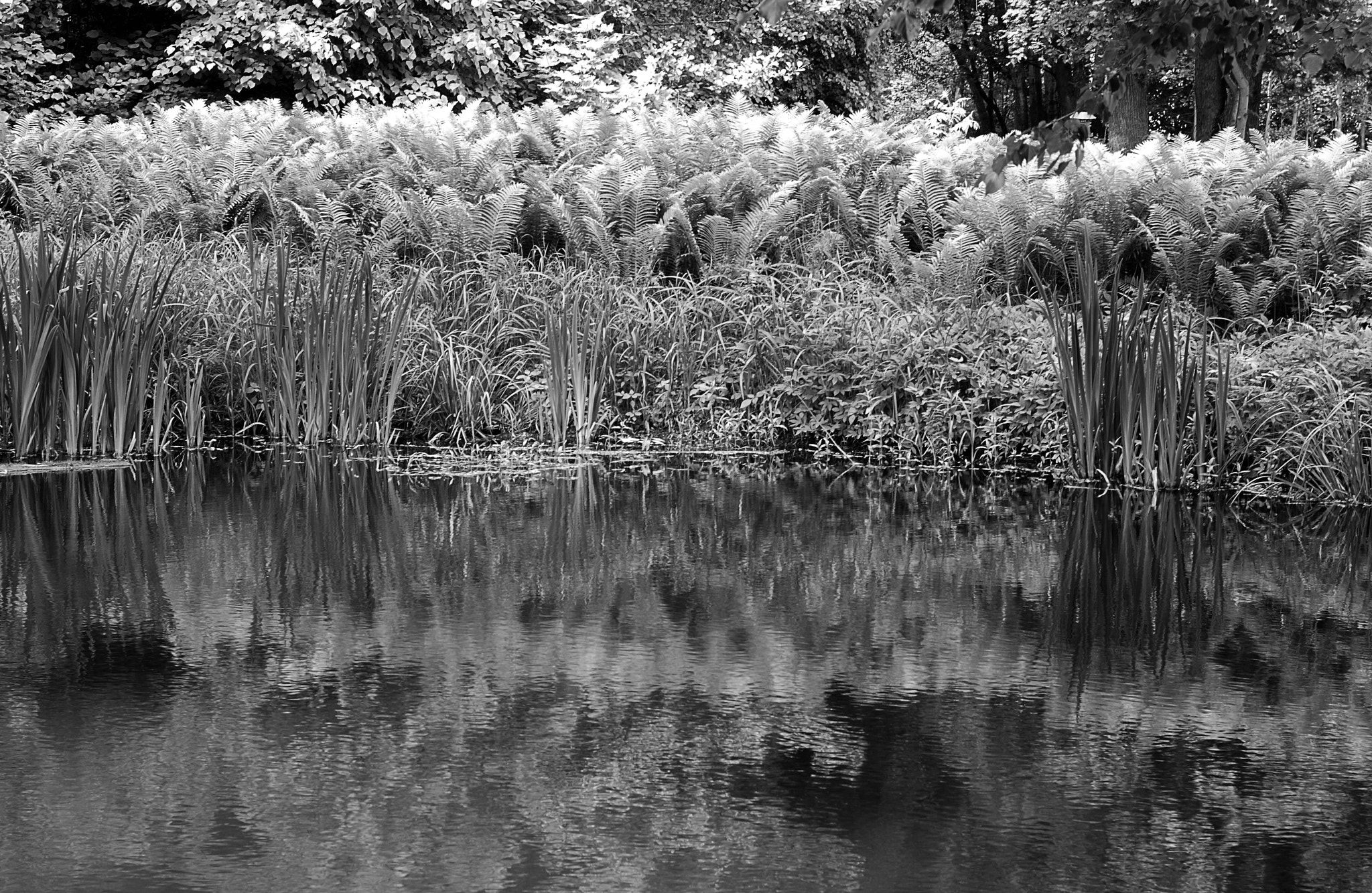Nikon D80 sample photo. Lake in the forest photography
