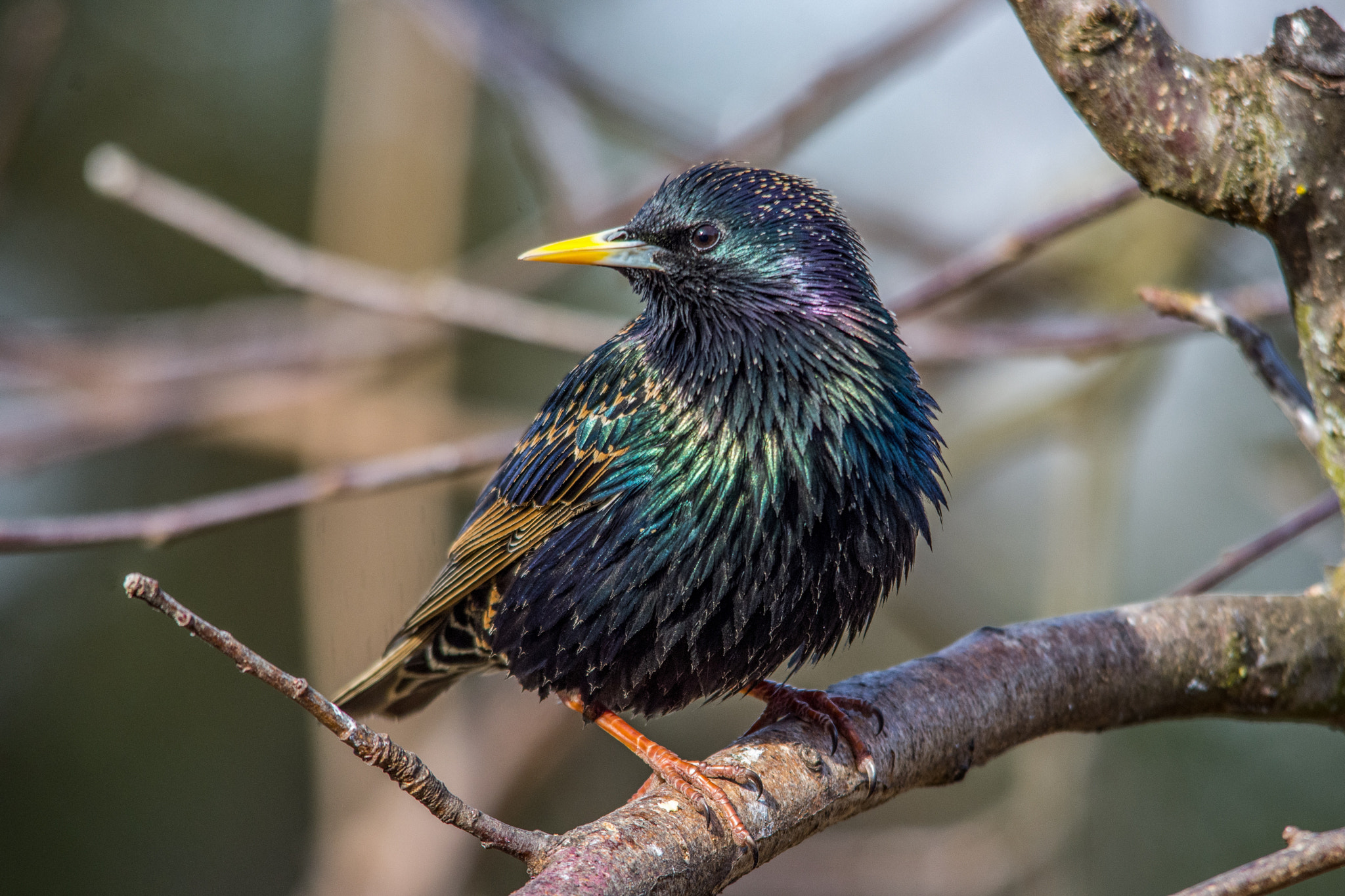 Sigma 150-500mm F5-6.3 DG OS HSM sample photo. Starling photography