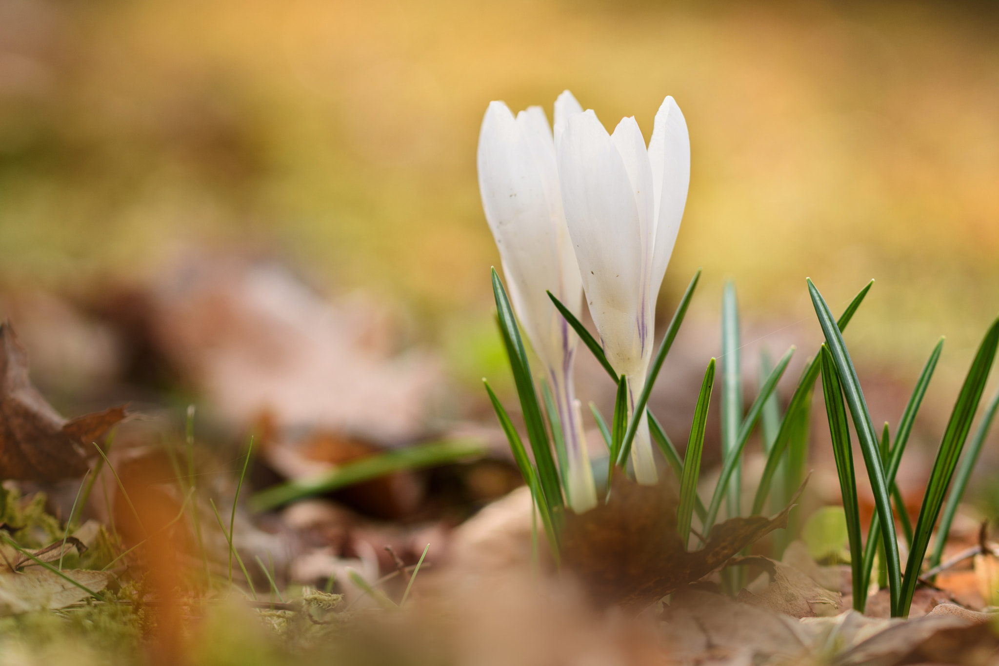 Nikon D7200 sample photo. White crocuses photography