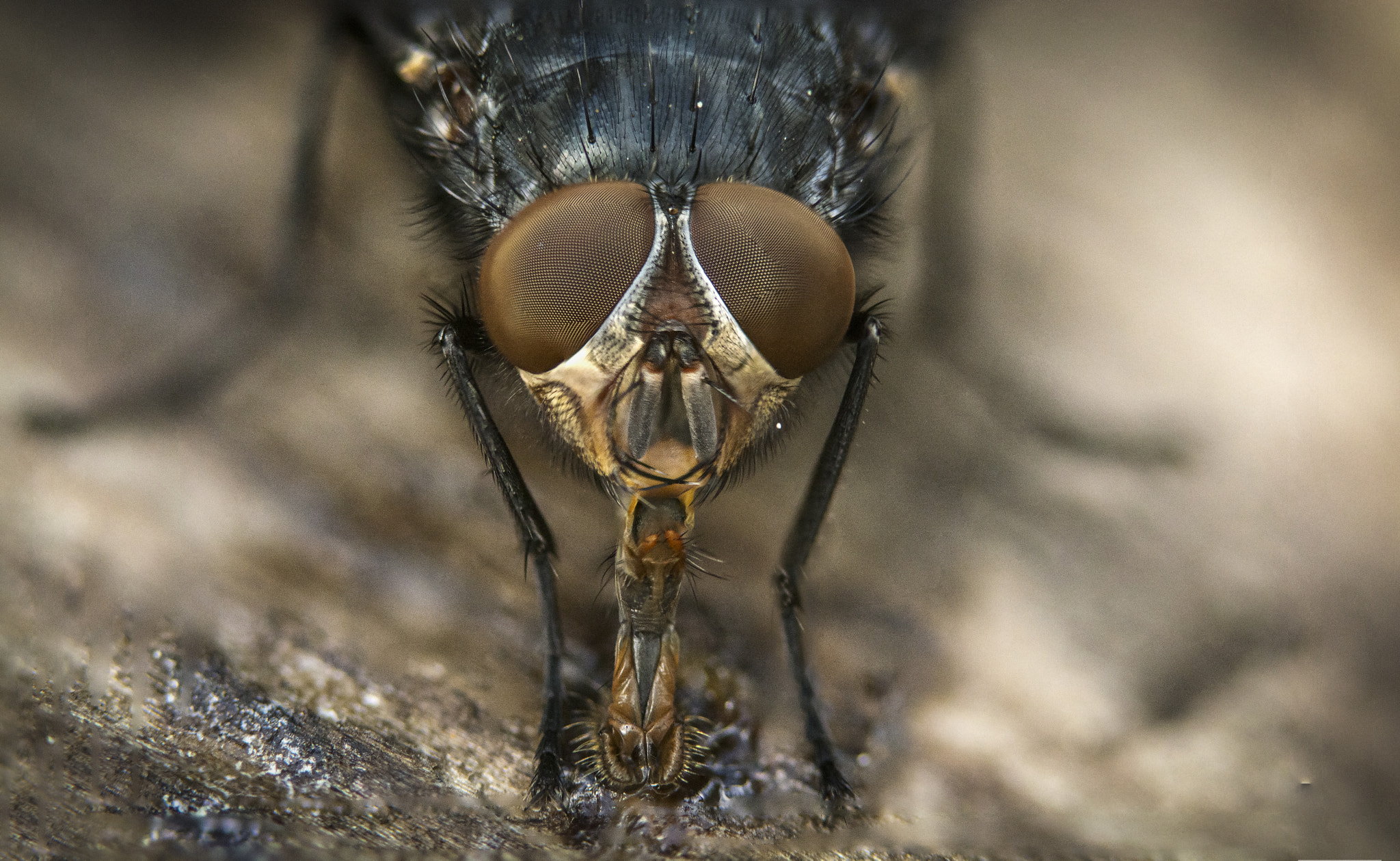Sigma 105mm F2.8 EX DG OS HSM sample photo. Fly tongue (focus stack) photography