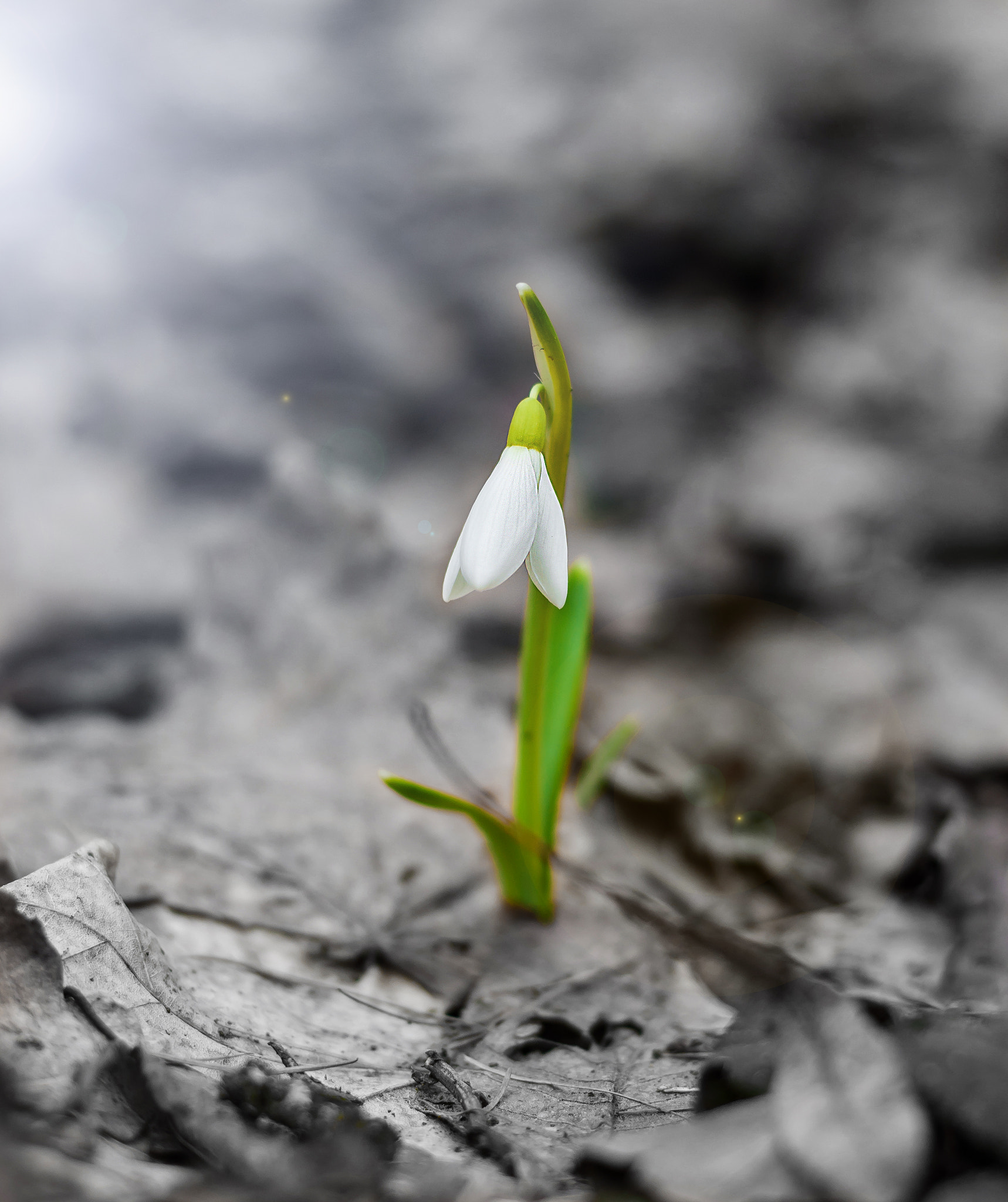 Pentax K200D sample photo. Lone snowdrop in the woods in early spring photography