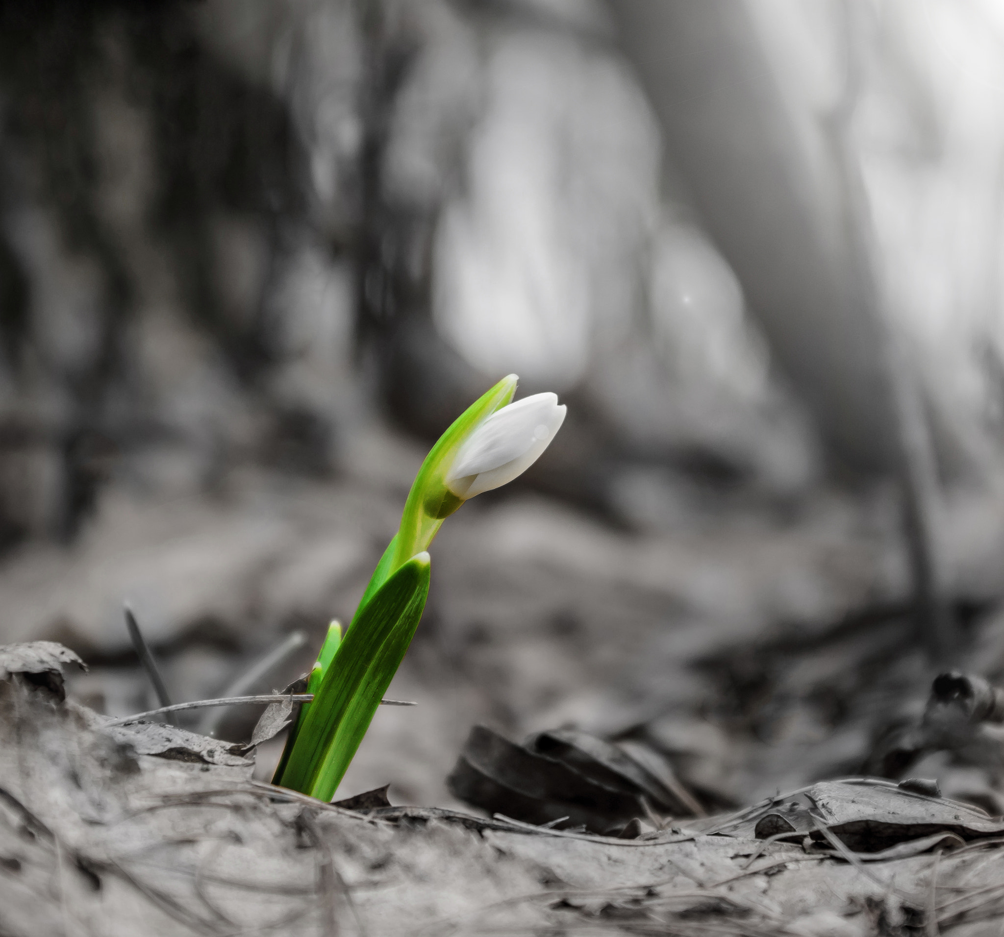 Pentax K200D sample photo. Lone snowdrop in the woods in early spring photography