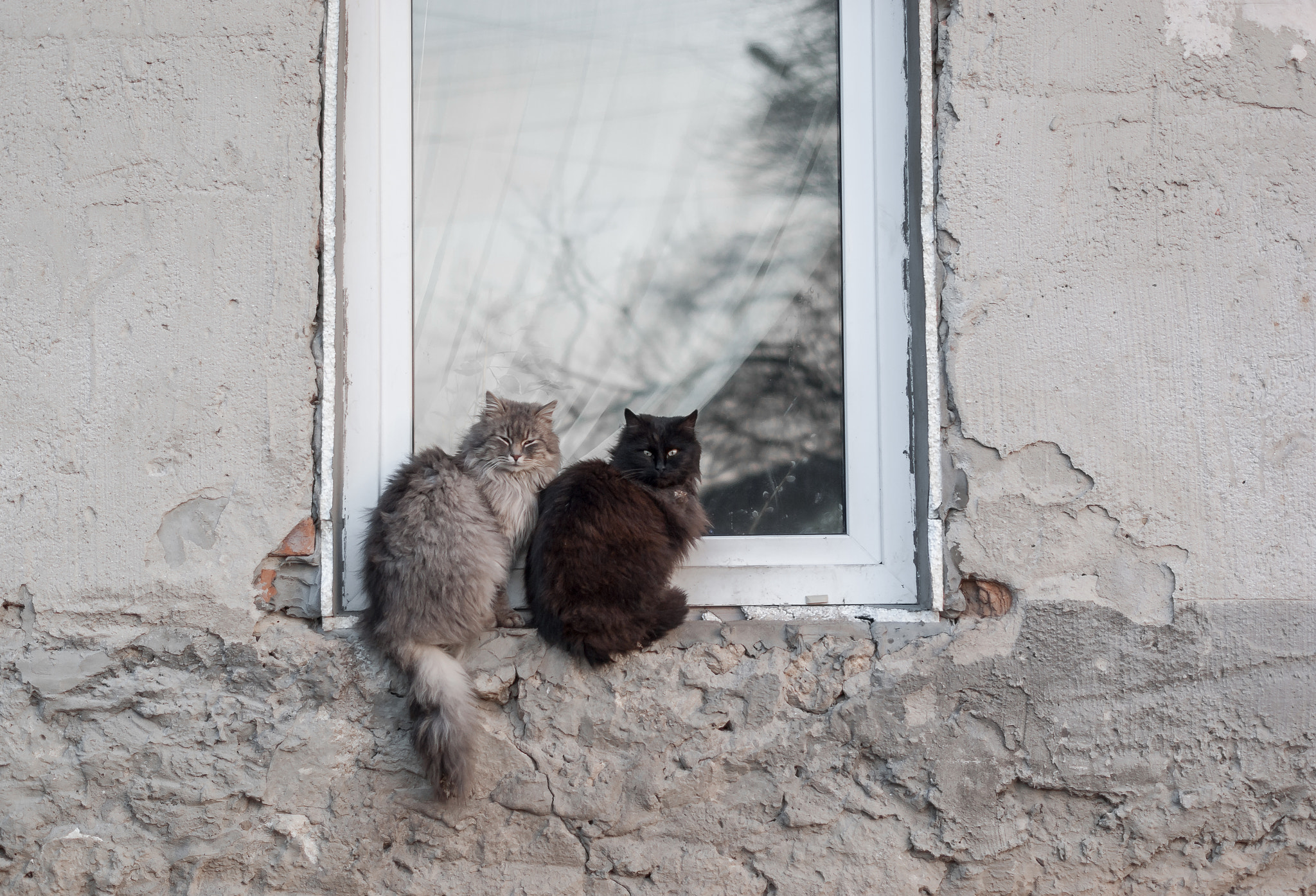 Pentax K200D sample photo. Two cats sit on window sills photography