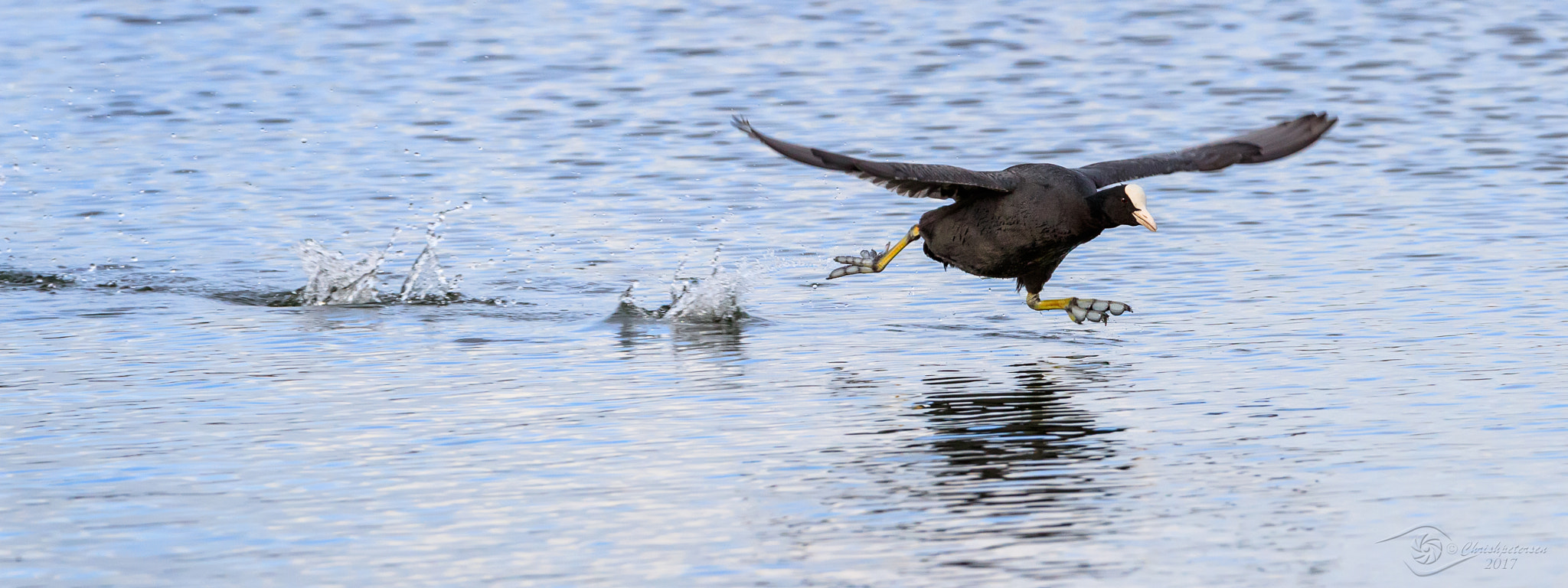 Canon EF 200-400mm F4L IS USM Extender 1.4x sample photo. Coot on a water scoot photography