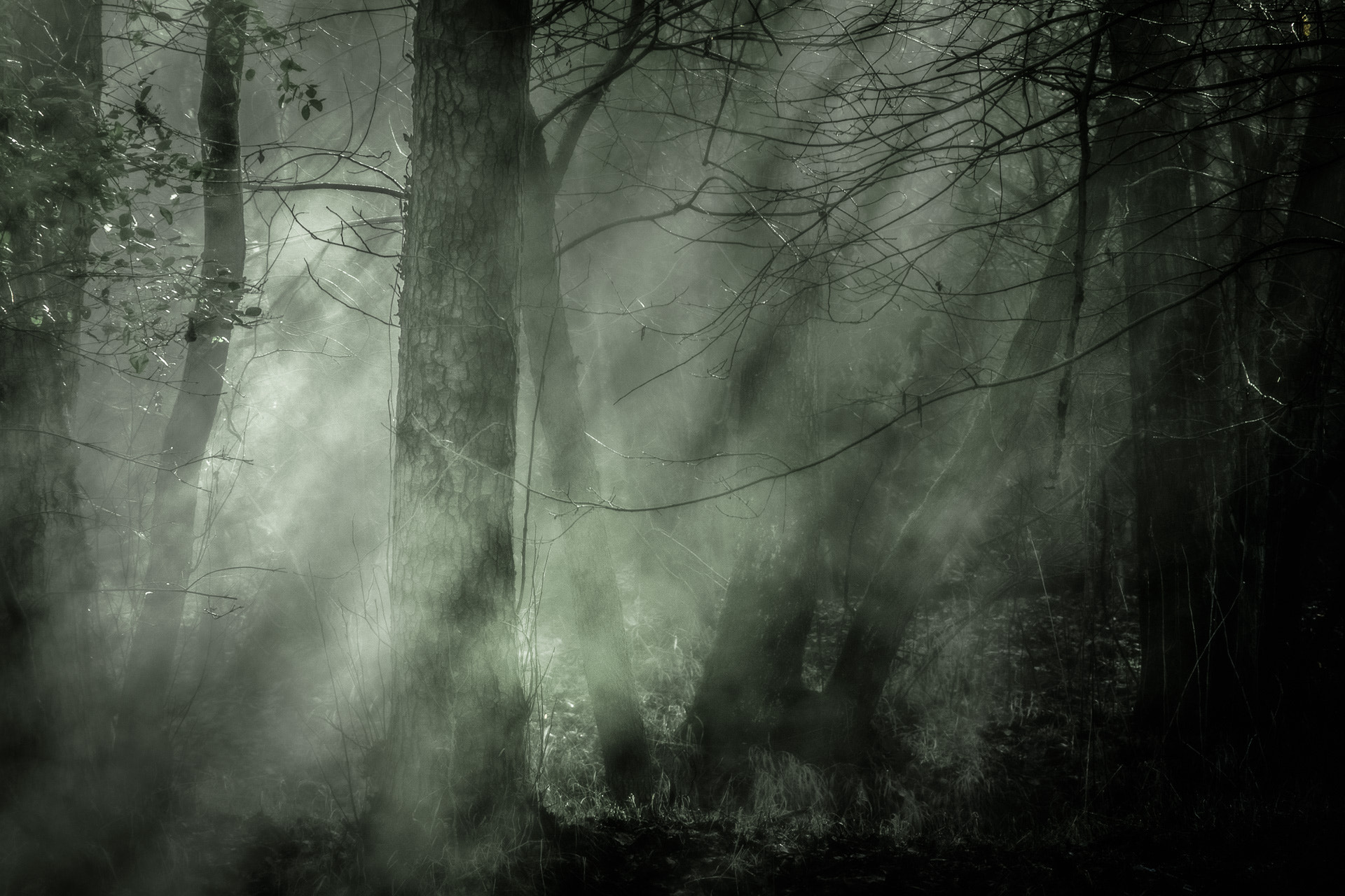 Olympus OM-D E-M5 sample photo. The secret world (3) ... photography