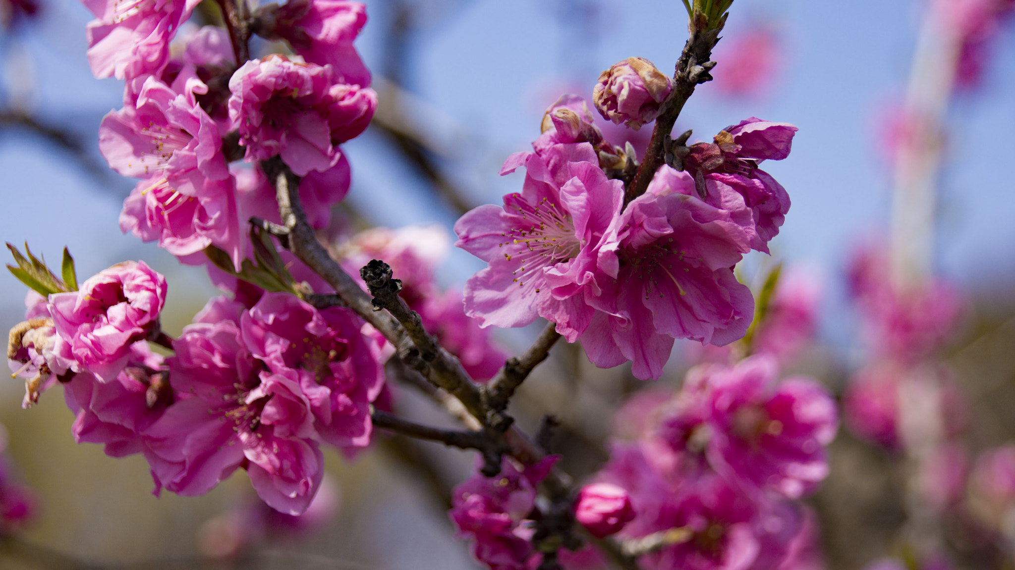 Sony SLT-A55 (SLT-A55V) + Tamron AF 28-105mm F4-5.6 [IF] sample photo. Flower peach photography