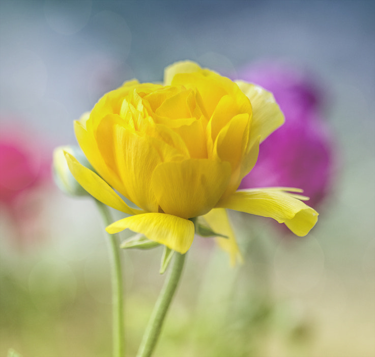 Canon EF 100mm F2.8 Macro USM sample photo. Лютик (ranunculus) photography