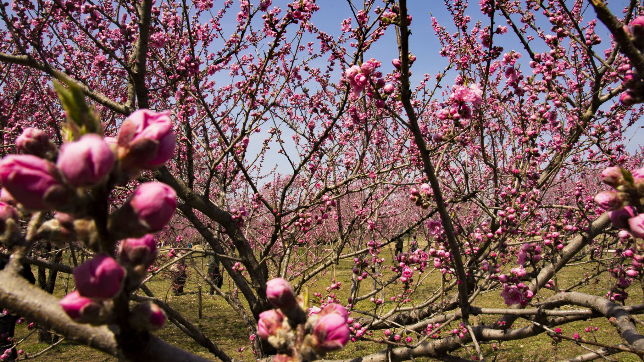 Sony SLT-A55 (SLT-A55V) sample photo. Flower peach photography