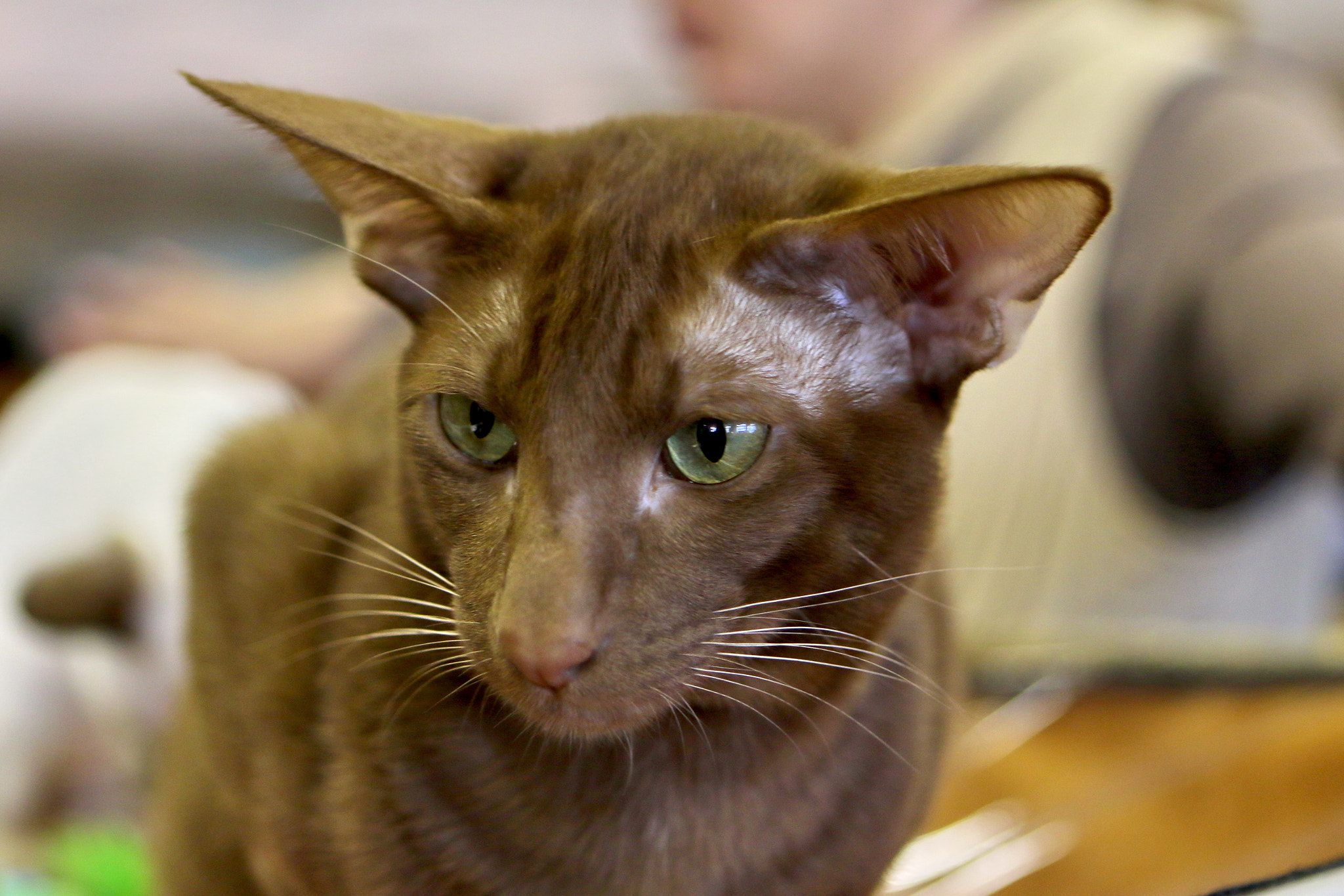 Canon EF 24-70mm F2.8L USM sample photo. The oriental cat breed photography