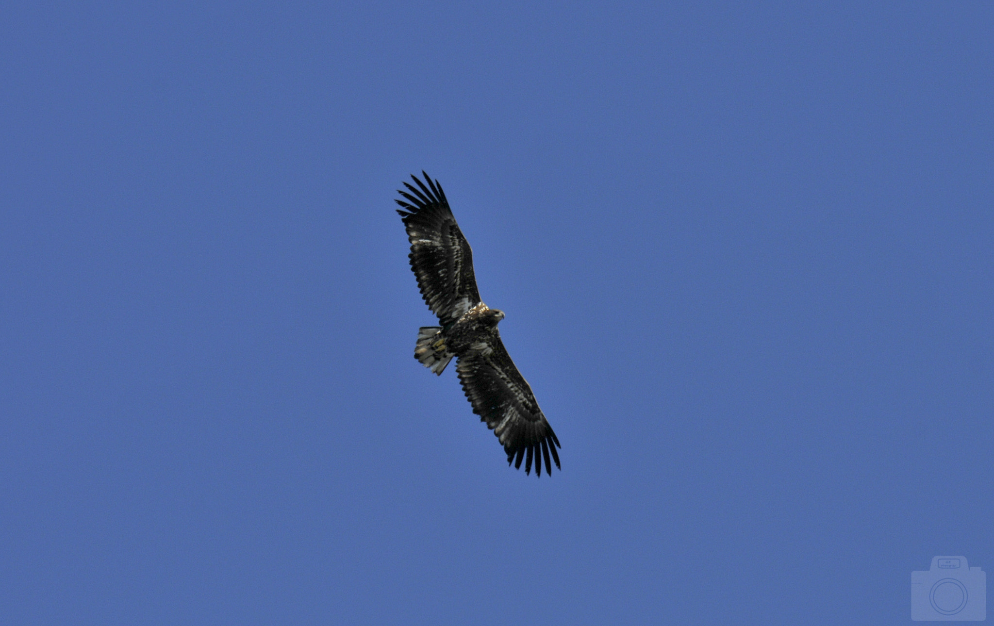 Nikon D300 sample photo. Eagle photography