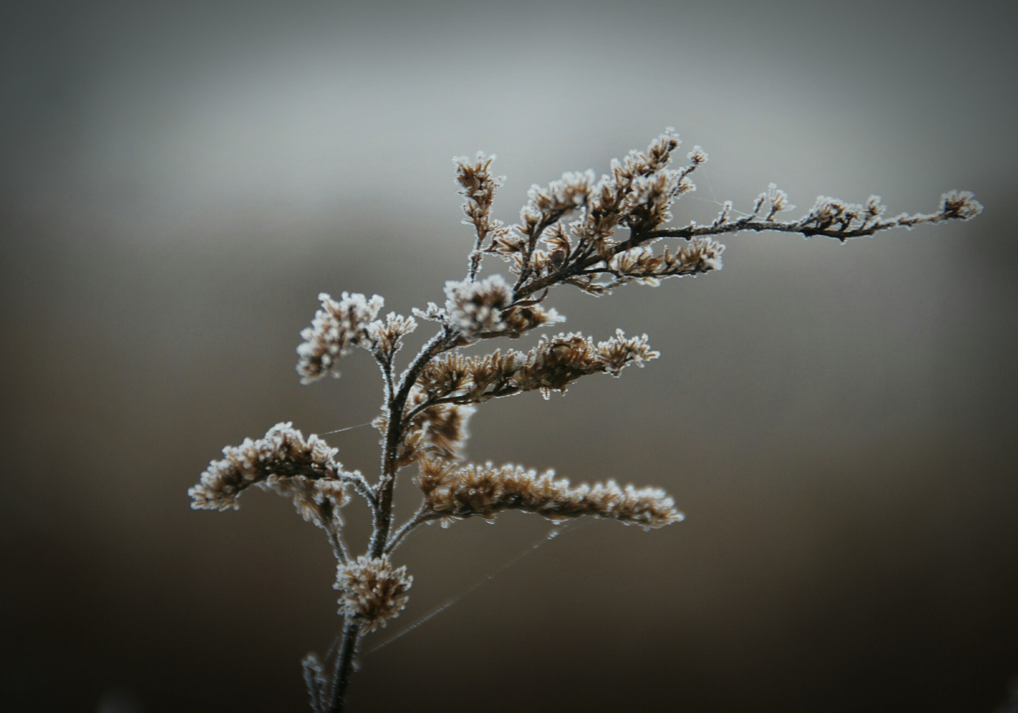 Nikon D60 sample photo. Frozen fog photography