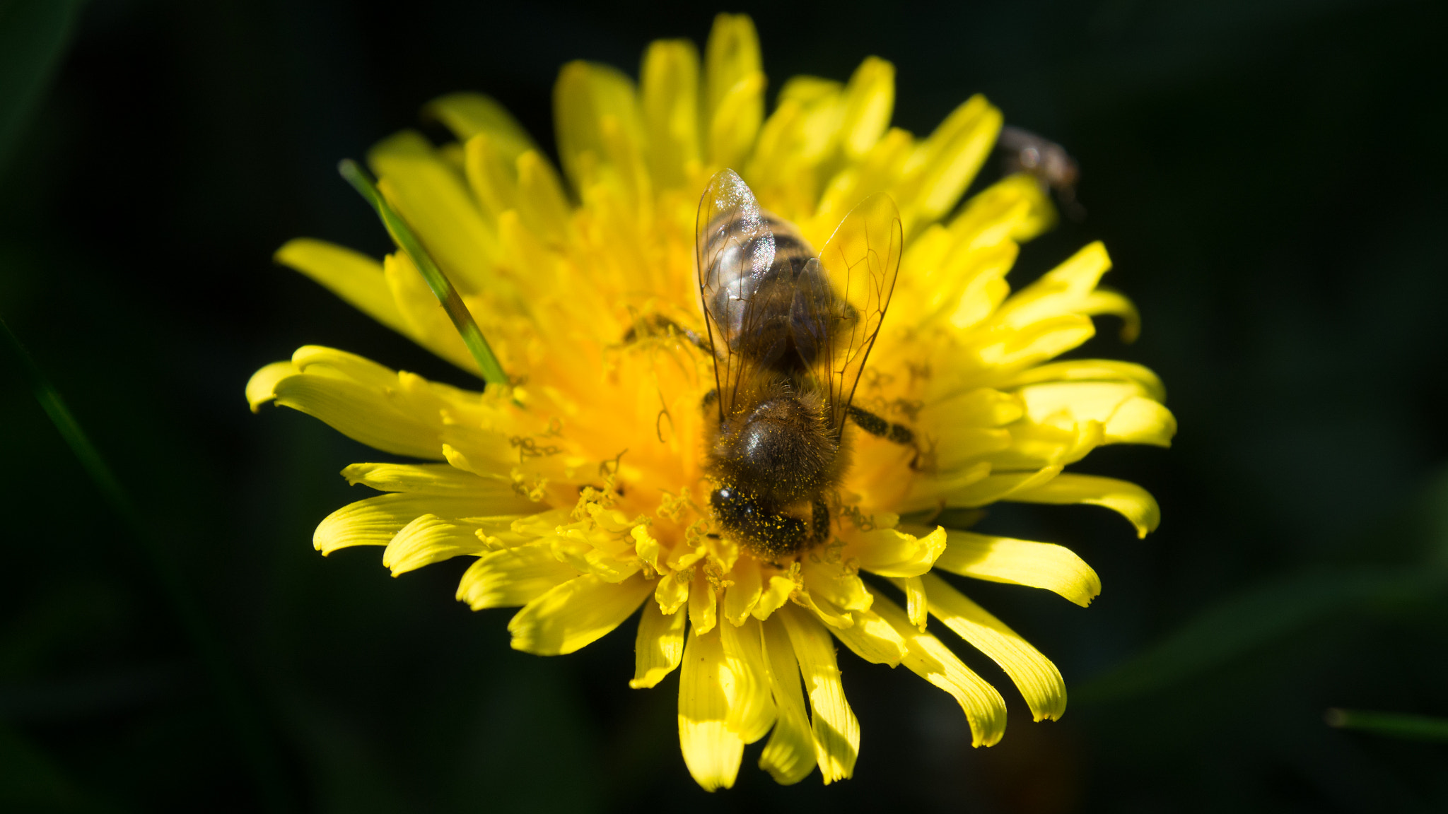 Olympus OM-D E-M5 sample photo. Bees back in buzziness :p photography