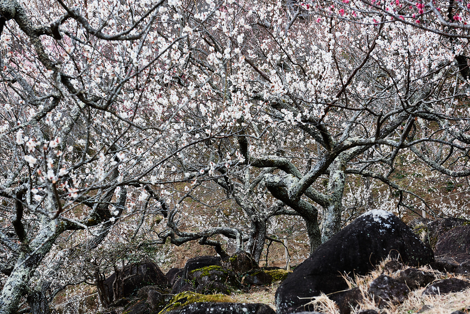 Nikon AF-S Nikkor 24-70mm F2.8G ED sample photo. Like a folding screen photography