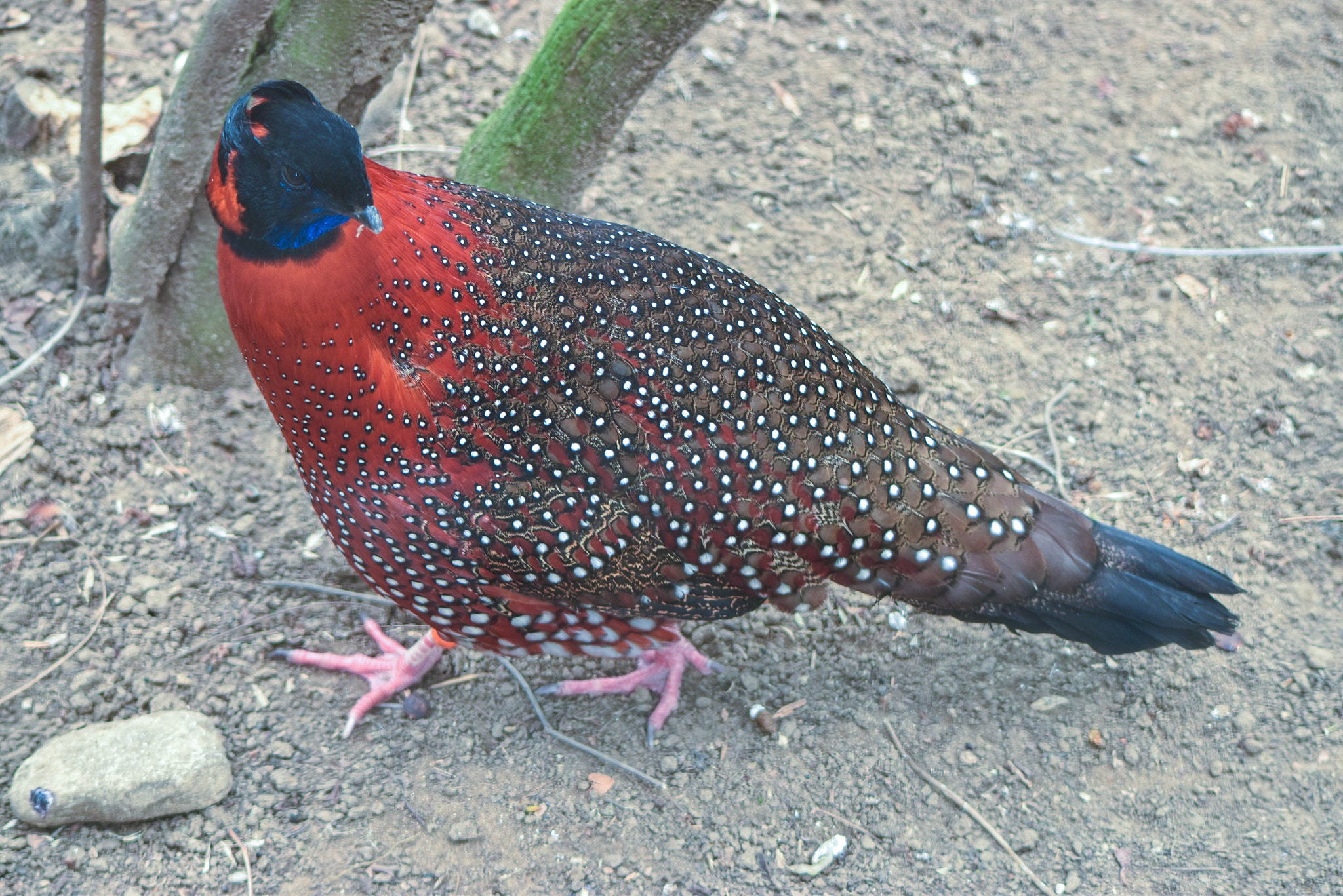 Nikon D5500 sample photo. Tragopan satyre mâle photography