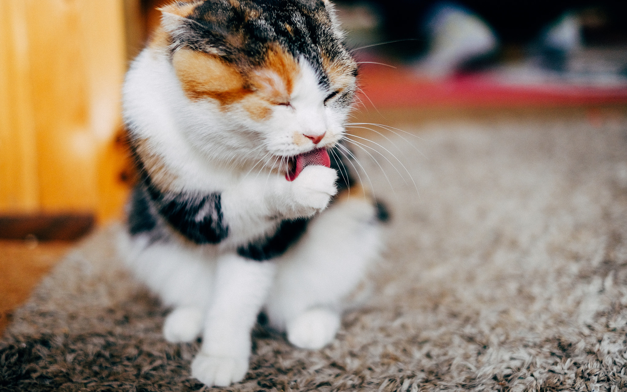 Fujifilm X-T2 + Fujifilm XF 35mm F1.4 R sample photo. Paw paw photography