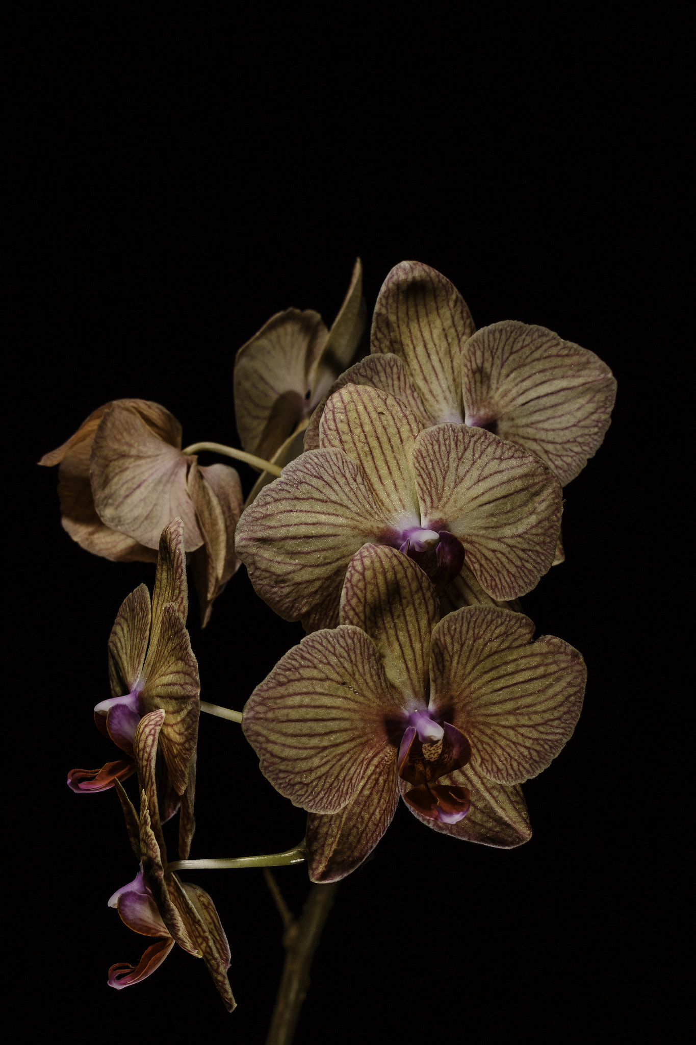 Canon EF-S 55-250mm F4-5.6 IS STM sample photo. Phalaenopsis 2.0 photography