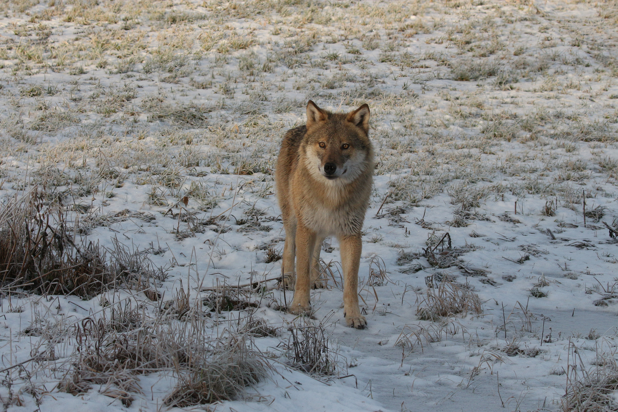 Canon EOS 650D (EOS Rebel T4i / EOS Kiss X6i) sample photo. Wolf in norway photography