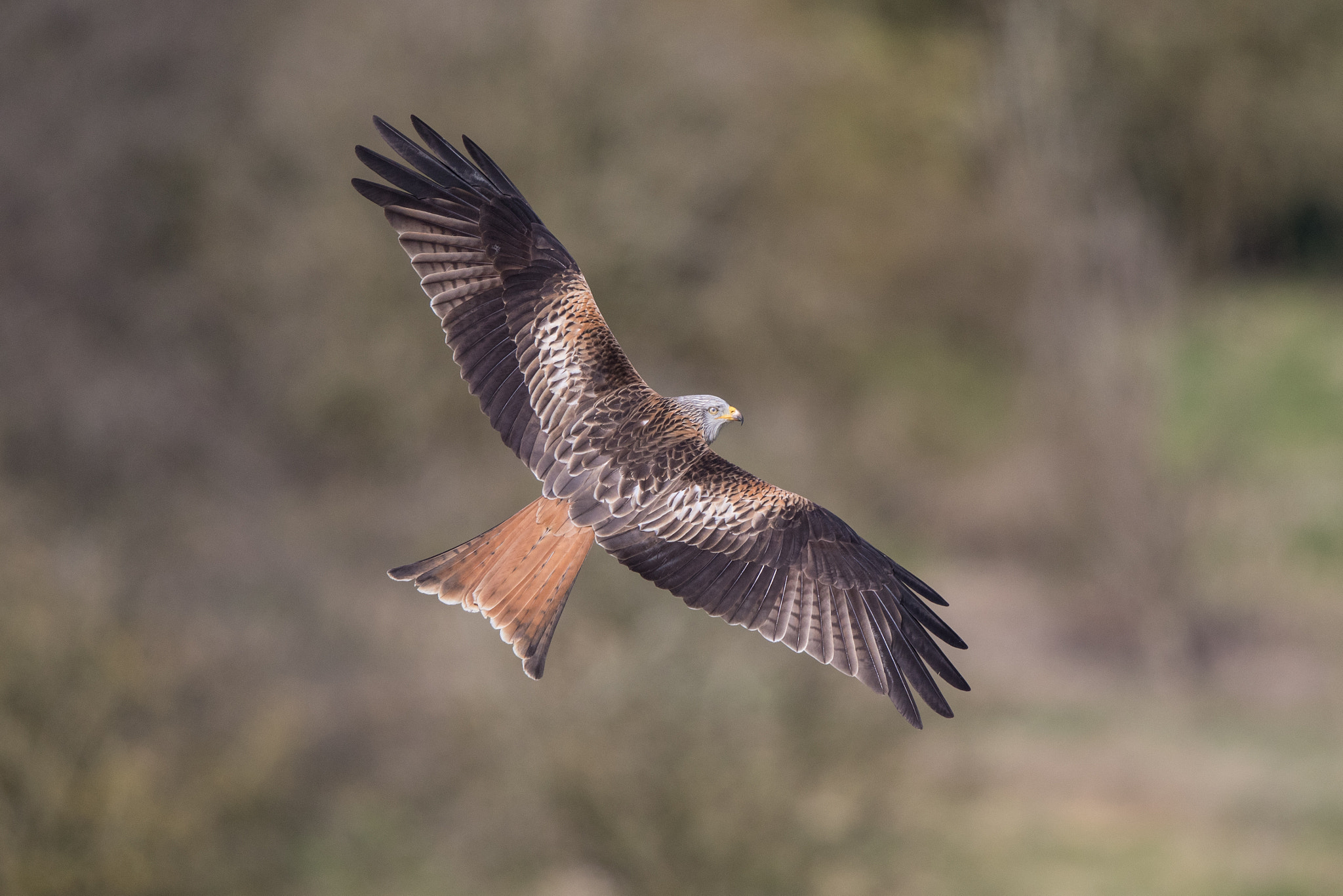 Canon EOS 7D Mark II + Canon EF 500mm F4L IS II USM sample photo. Red kite (milvus milvus) photography