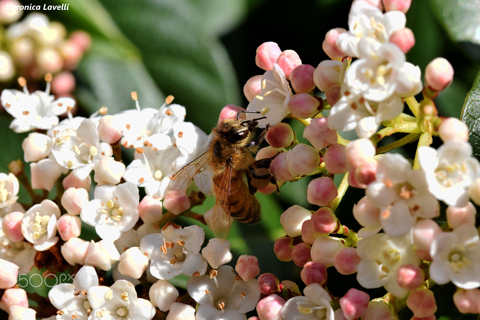 Sigma 105mm F2.8 EX DG OS HSM sample photo. Bee at work photography