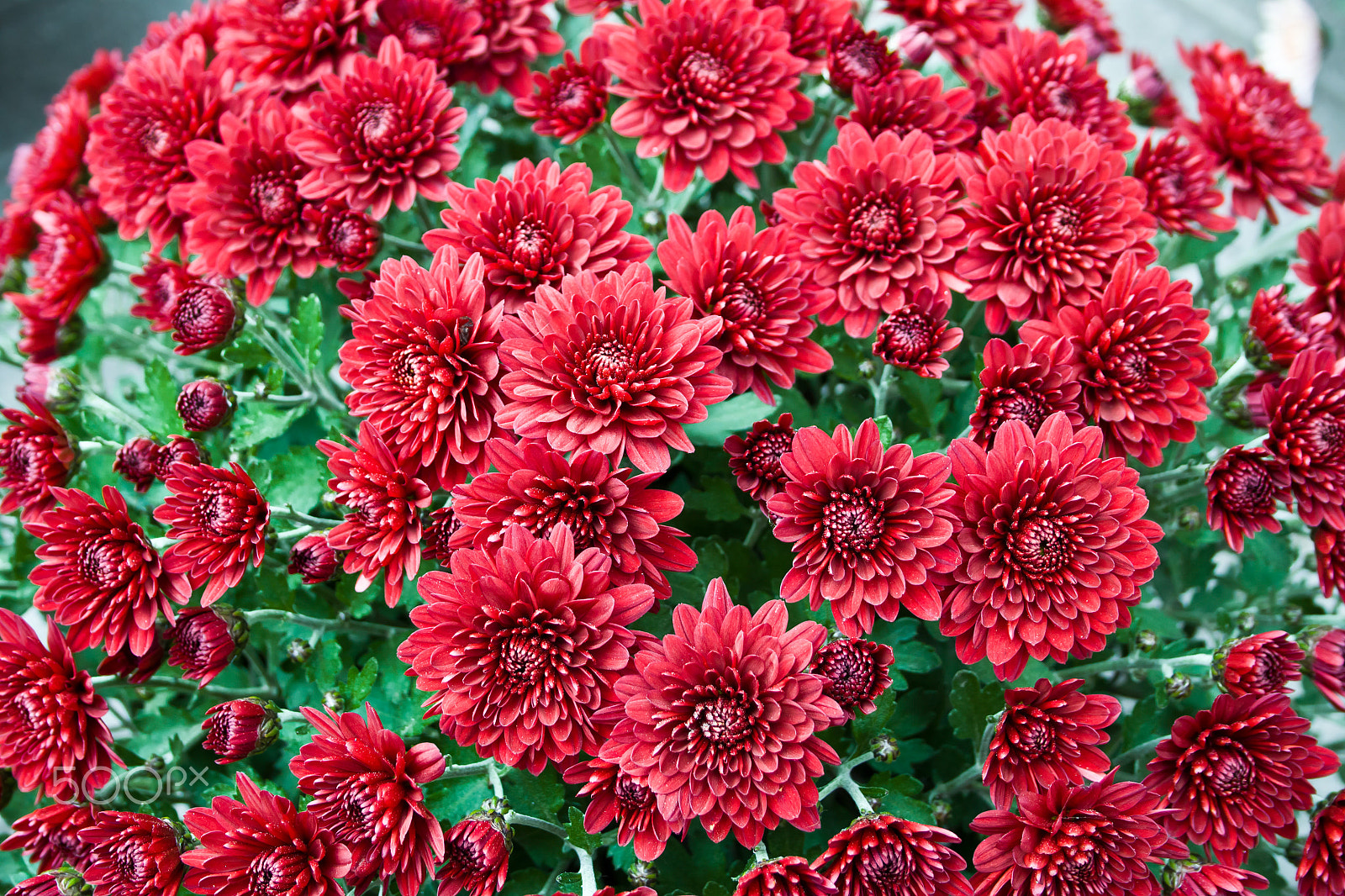 Canon EF-S 18-55mm F3.5-5.6 II sample photo. Chrysanthemumautumn chrysanthemum flowers photography