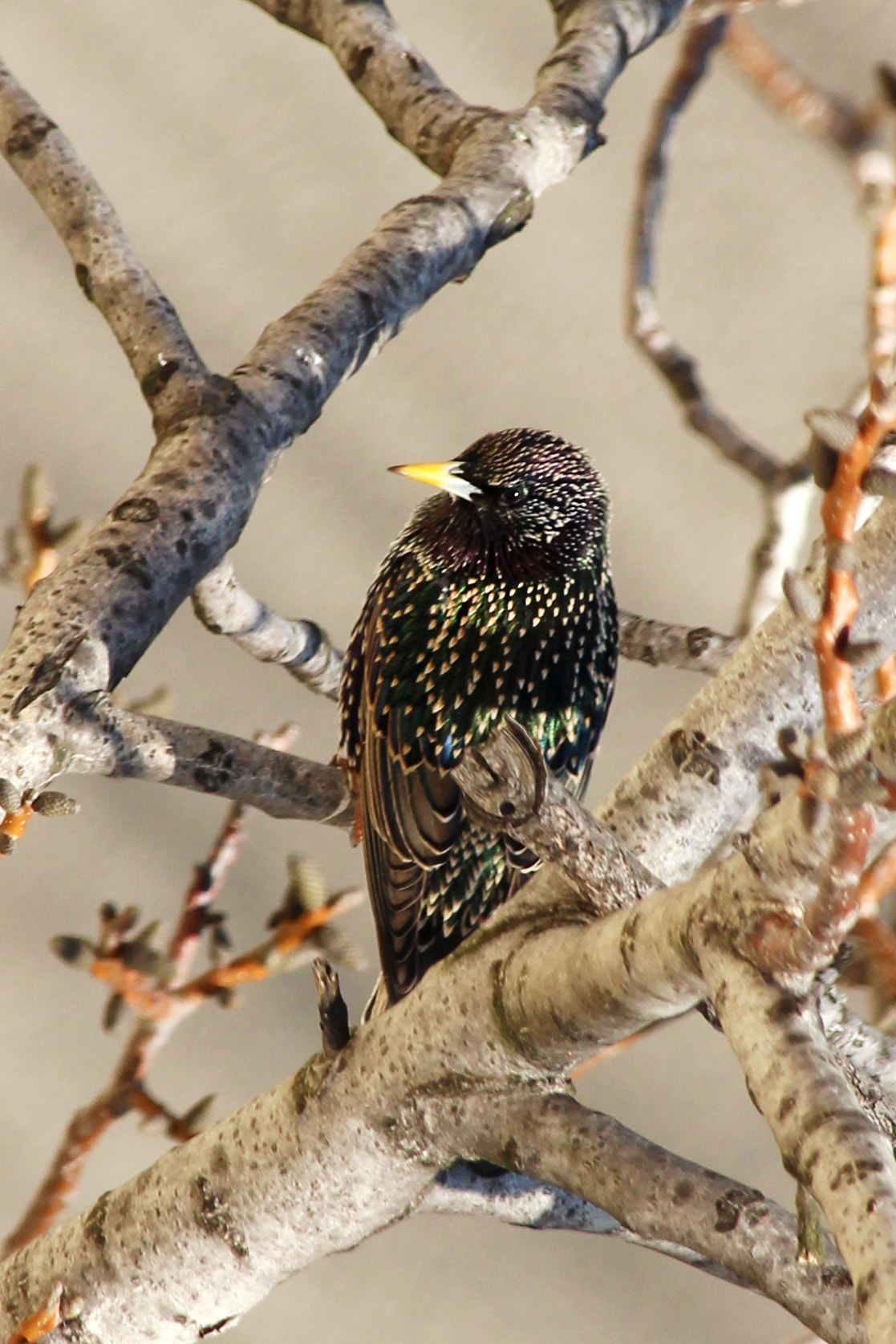 Canon EF-S 55-250mm F4-5.6 IS STM sample photo. Guardian photography