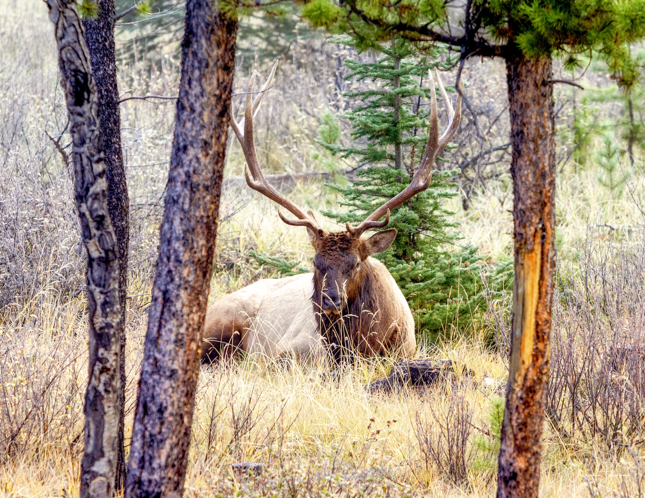 Canon EF 70-200mm F2.8L USM sample photo. Bull elk you lookin at me photography