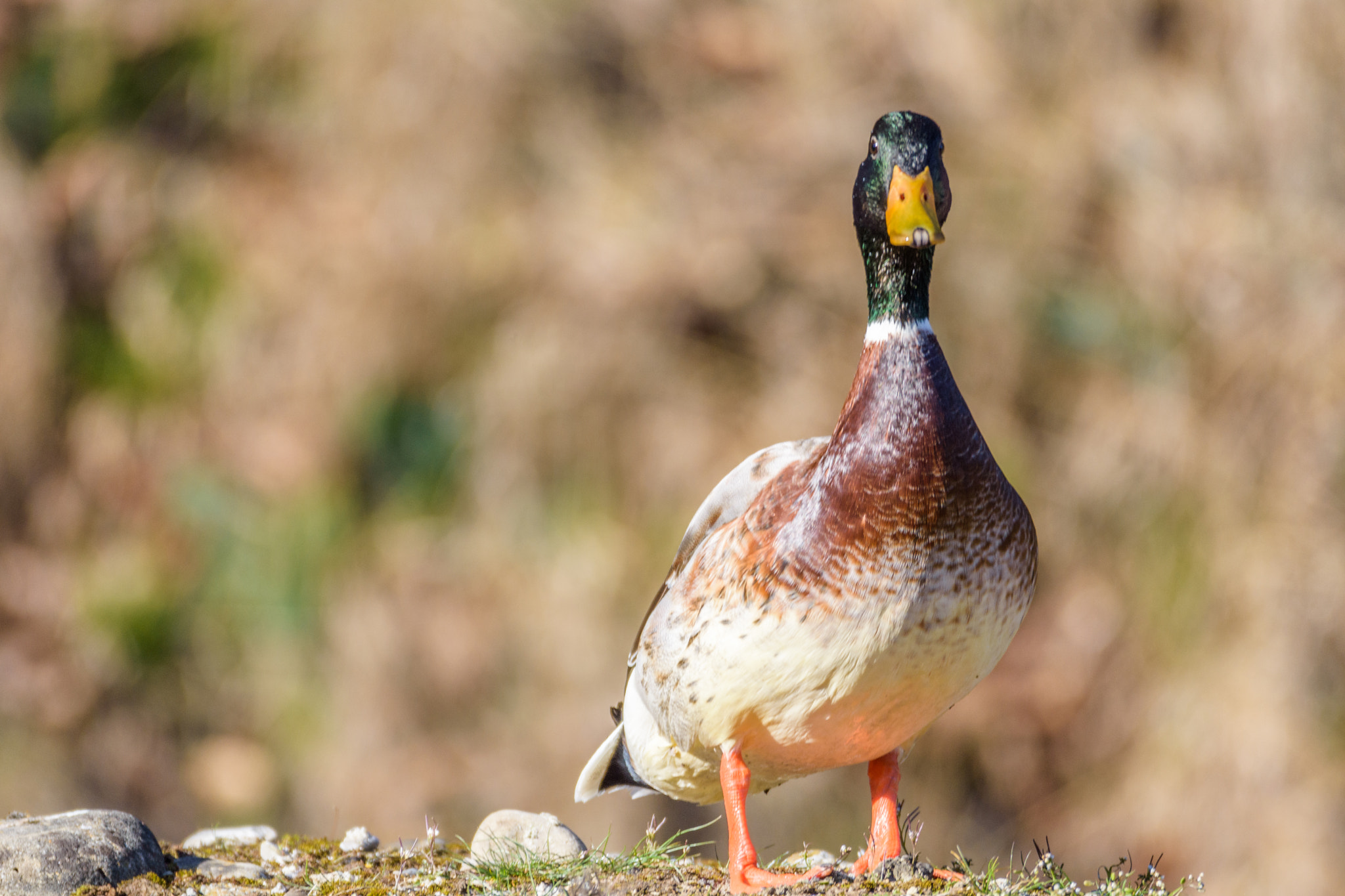 Nikon D7200 + Sigma 150-600mm F5-6.3 DG OS HSM | C sample photo. Duck on a small hill photography