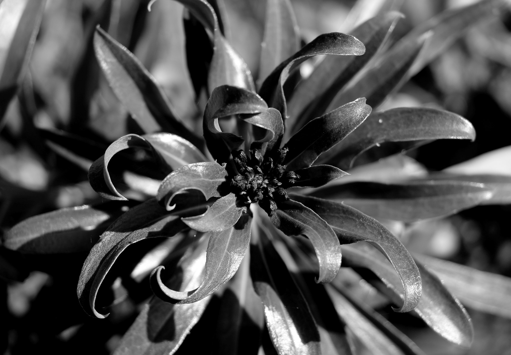 Canon EOS 100D (EOS Rebel SL1 / EOS Kiss X7) sample photo. Kraken photography