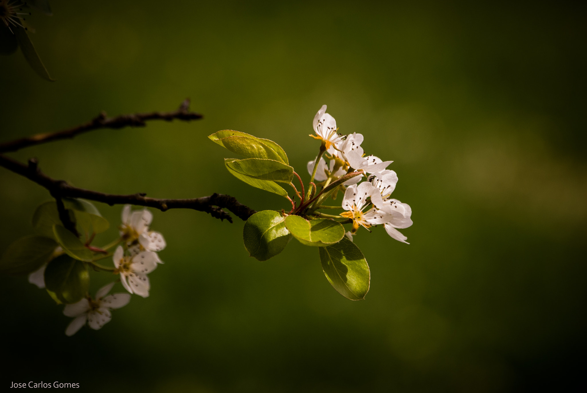 Nikon D60 sample photo. Welcome spring photography