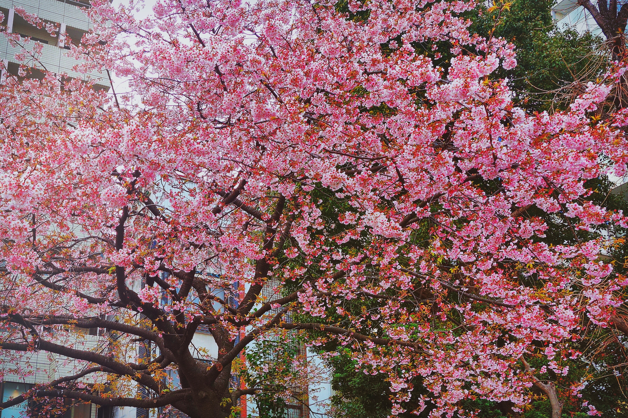 Sony 28-100mm F1.8-4.9 sample photo. Cherry tree of ueno park photography