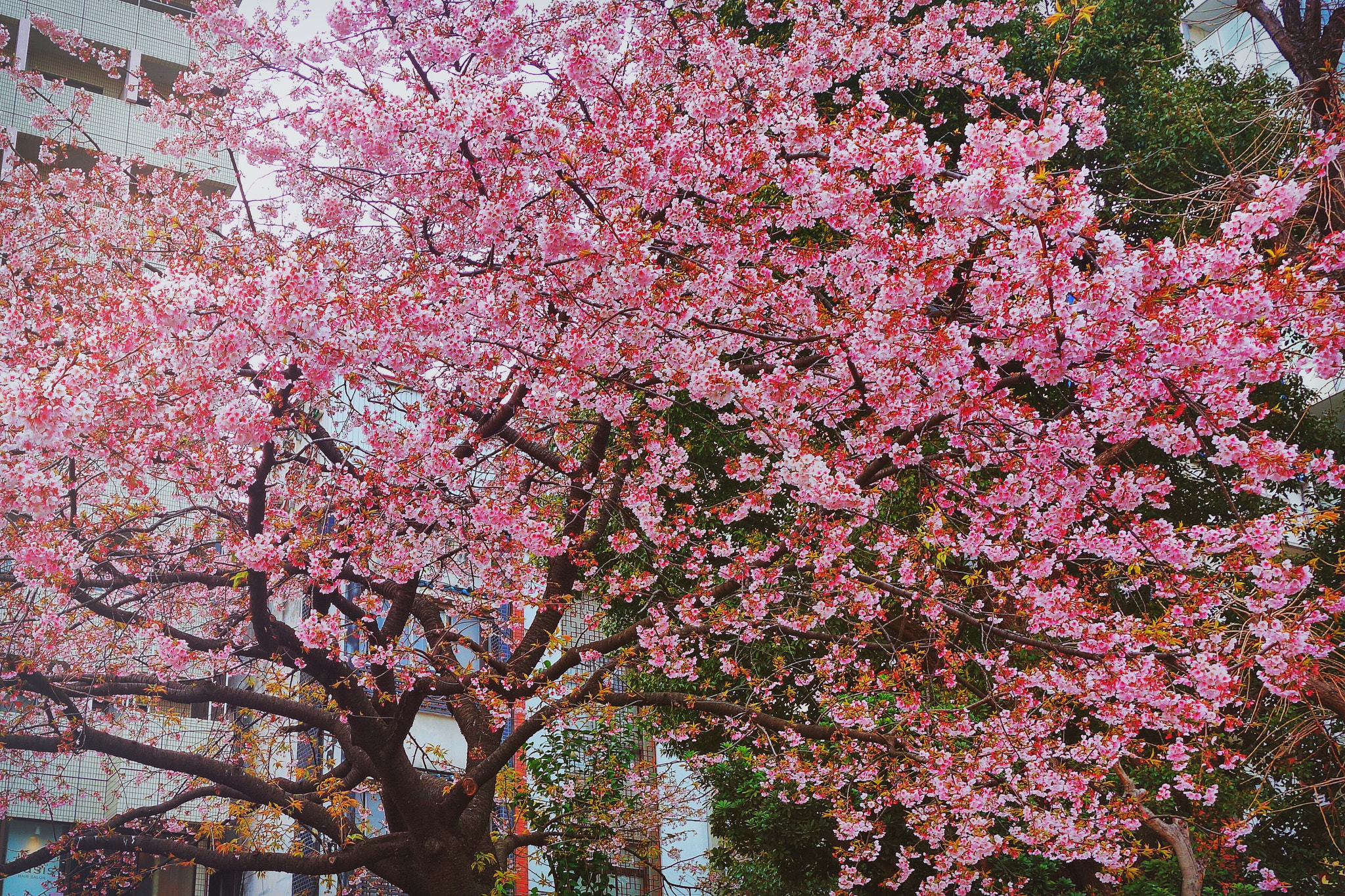 Sony Cyber-shot DSC-RX100 + Sony 28-100mm F1.8-4.9 sample photo. Cherry tree of ueno park photography