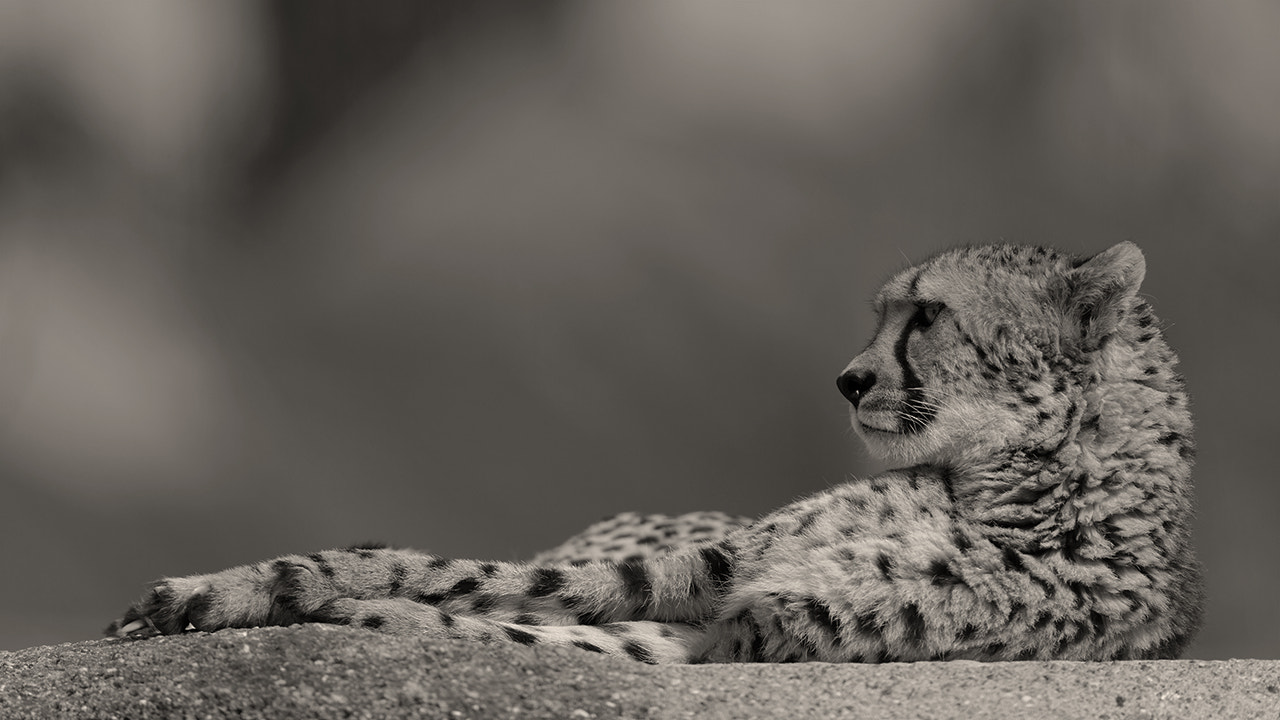 Canon EOS-1D X sample photo. Portrait of a cheetah photography