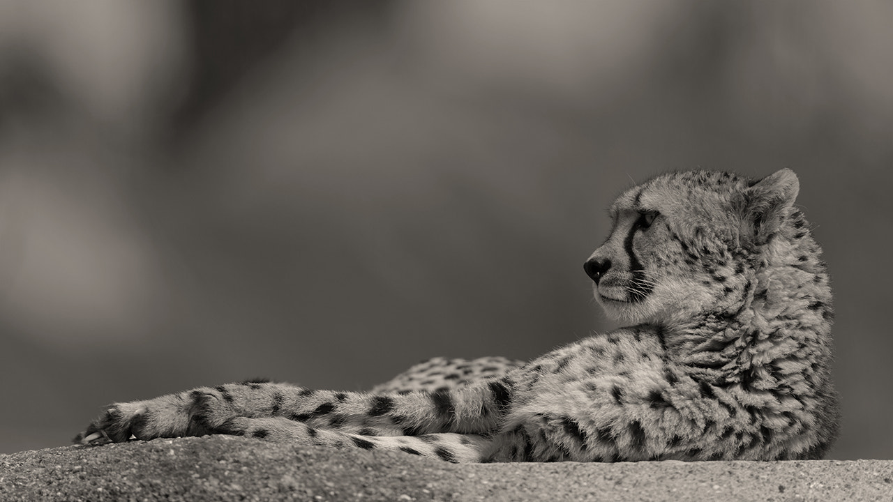 Canon EF 600mm F4L IS II USM sample photo. Portrait of a cheetah photography