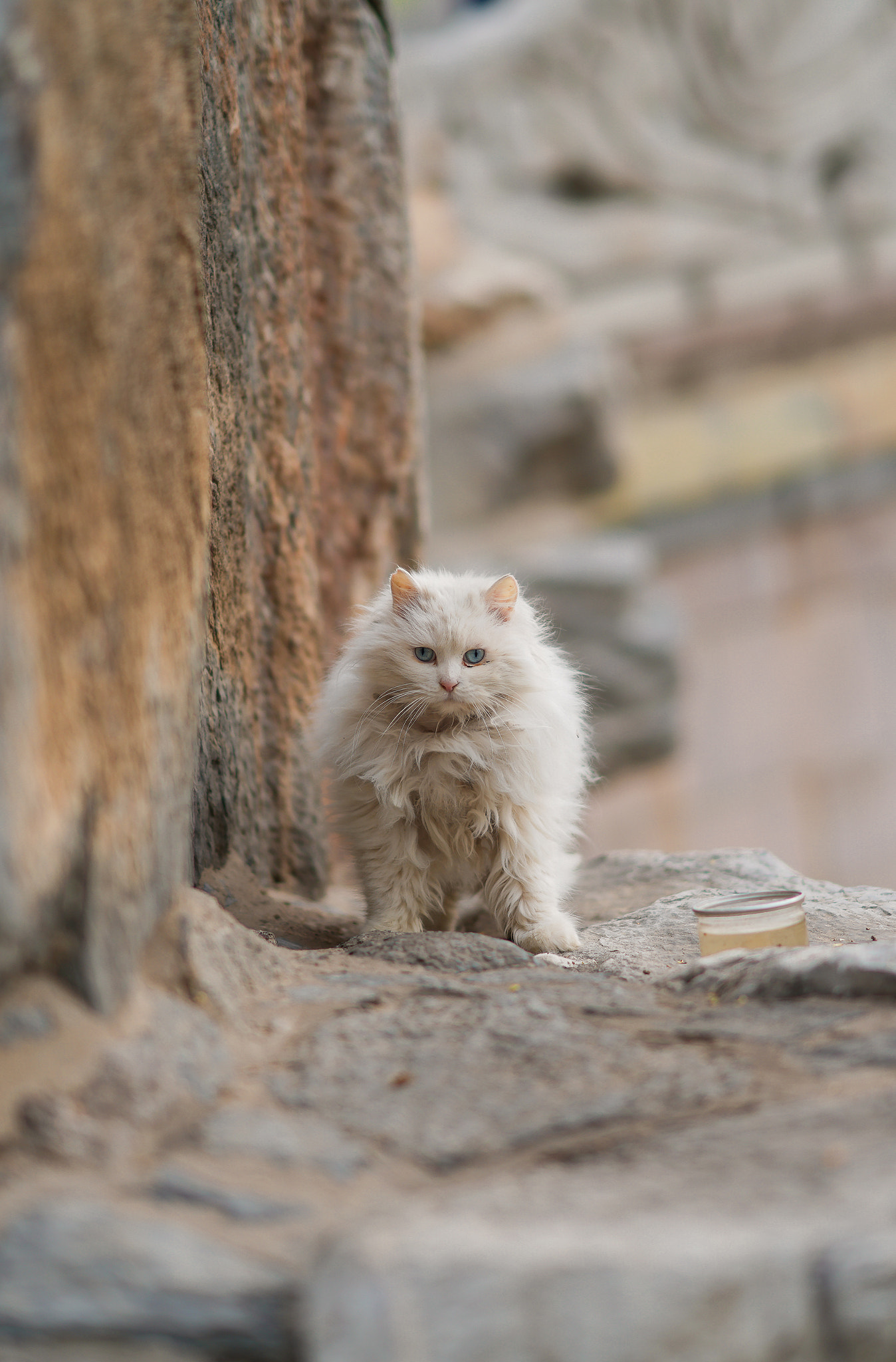 Sony FE 85mm F1.4 GM sample photo. Cat photography
