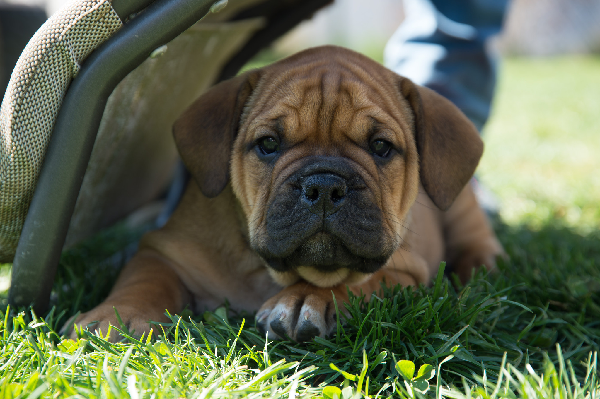 Nikon Df sample photo. Oldenglishbulldog photography