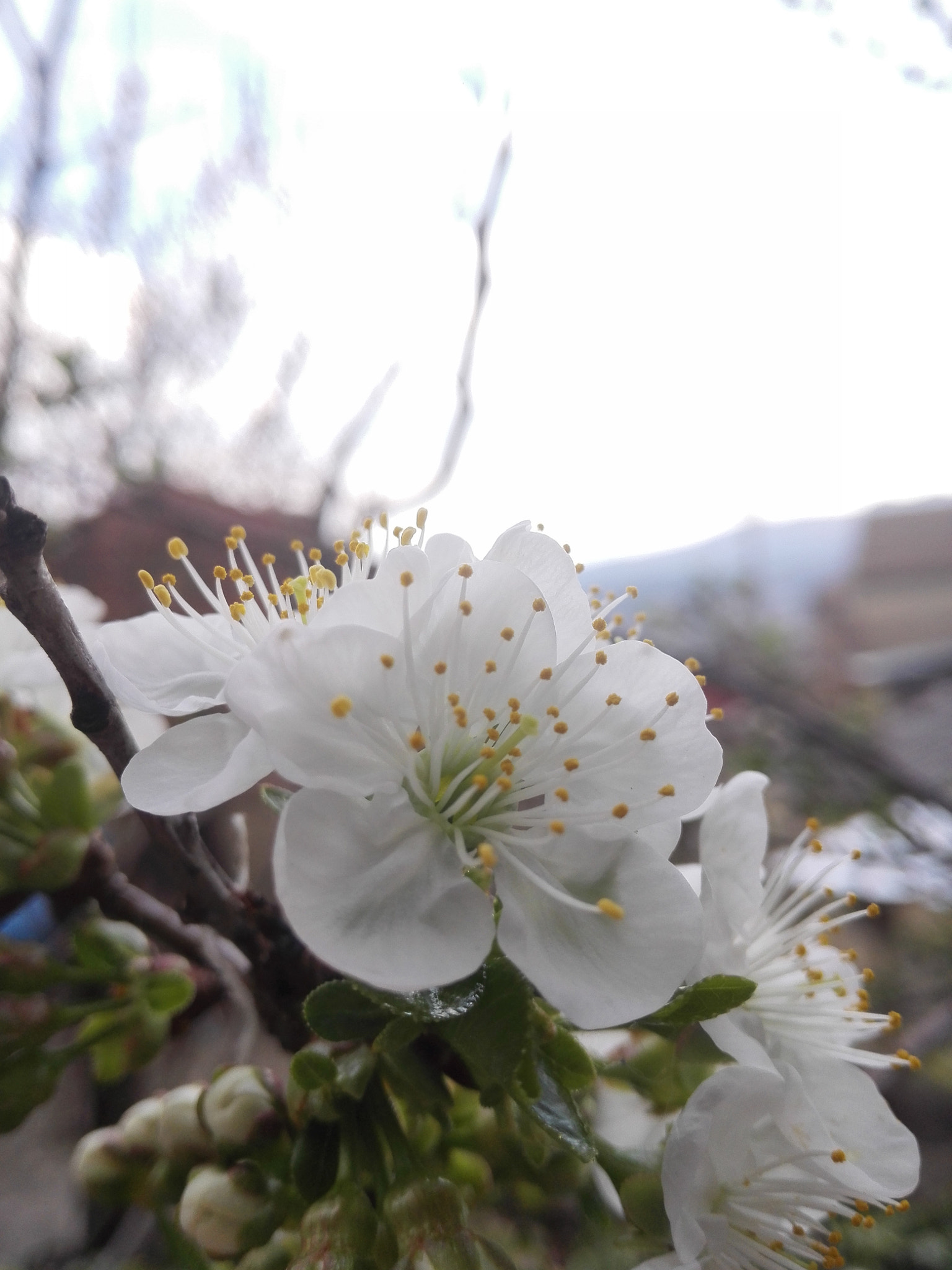 HUAWEI P7-L10 sample photo. Spring photography