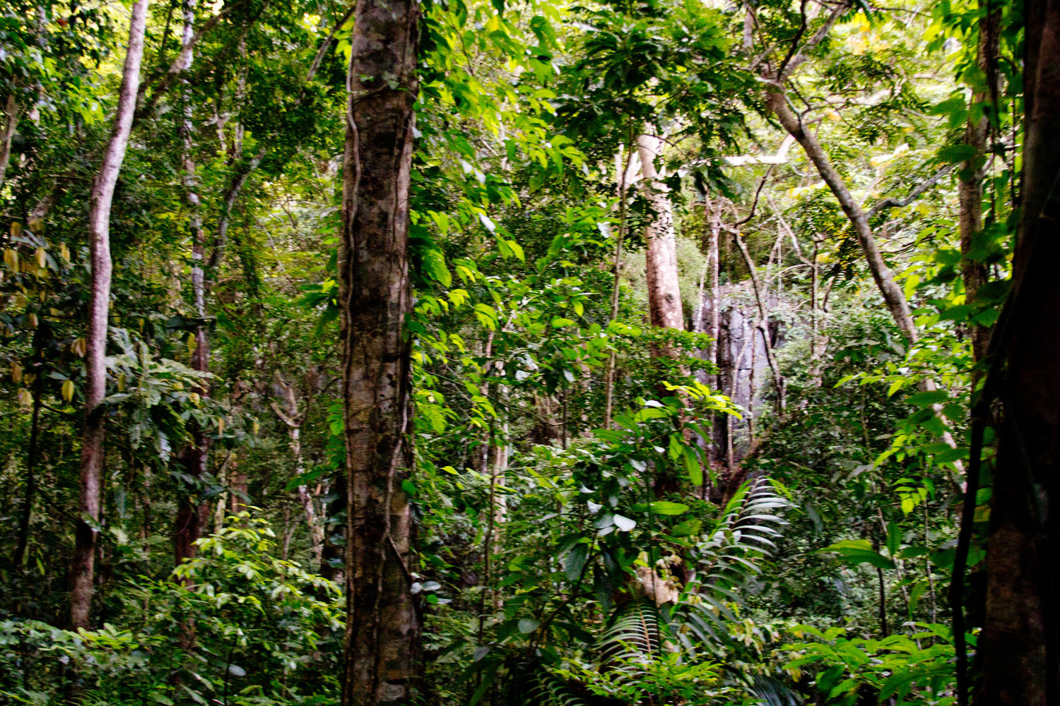 Canon EF 28-135mm F3.5-5.6 IS USM sample photo. Hike through el nido, philippines photography
