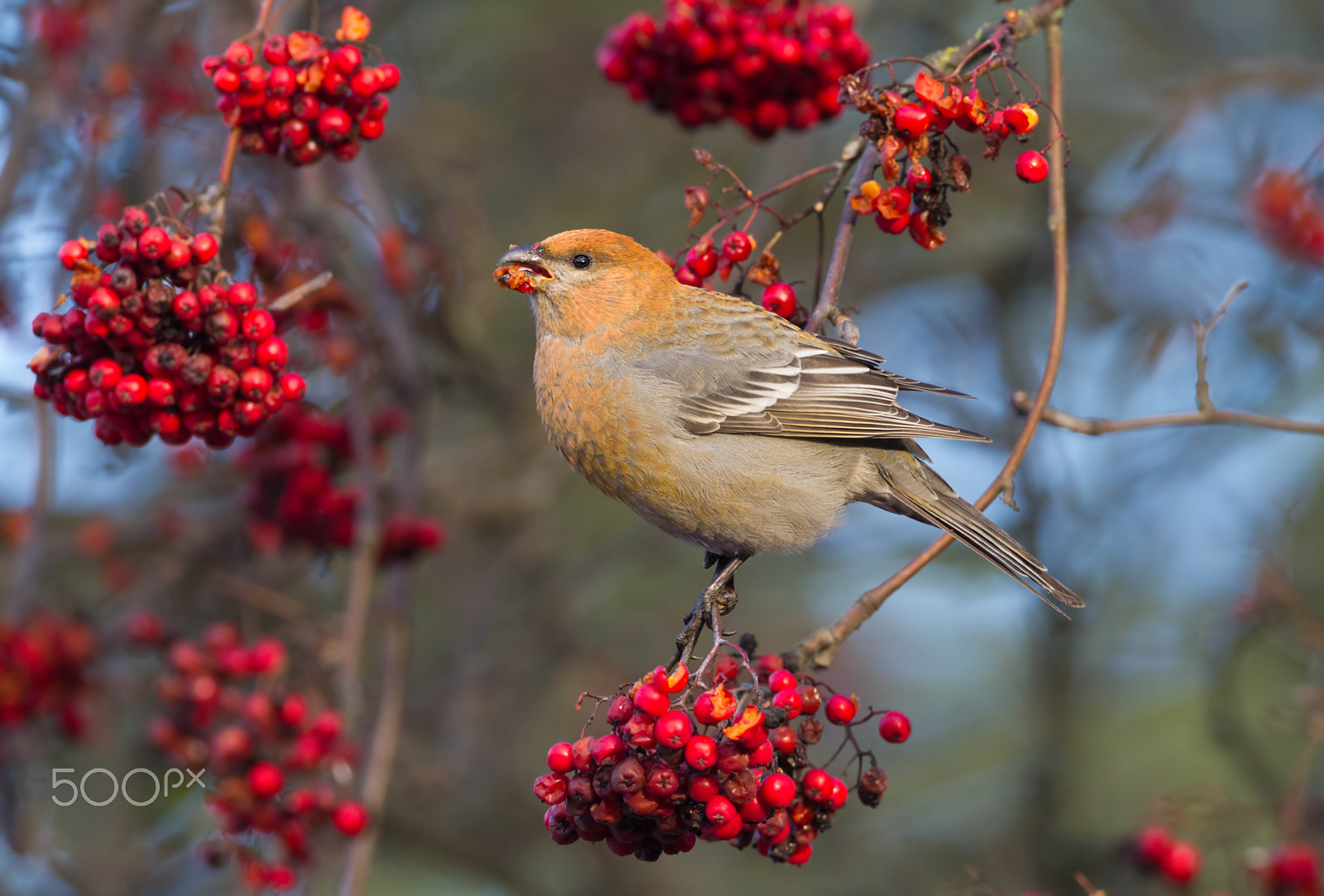 Canon EOS 7D + Canon EF 500mm F4L IS USM sample photo. Pine grosbeak, female photography