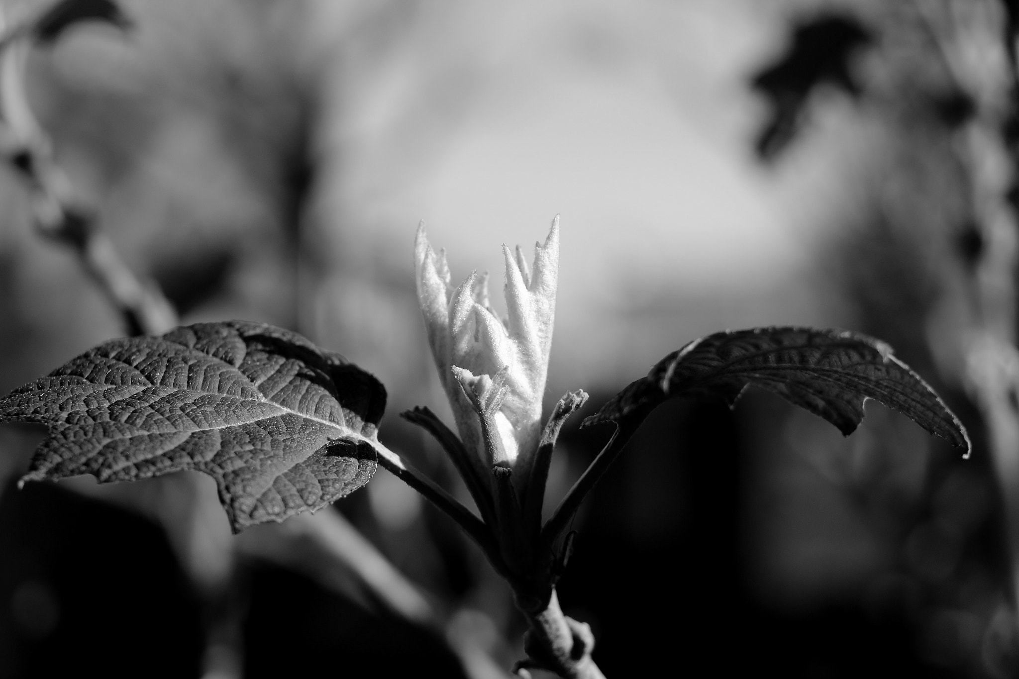 Canon EOS 100D (EOS Rebel SL1 / EOS Kiss X7) sample photo. Bat photography