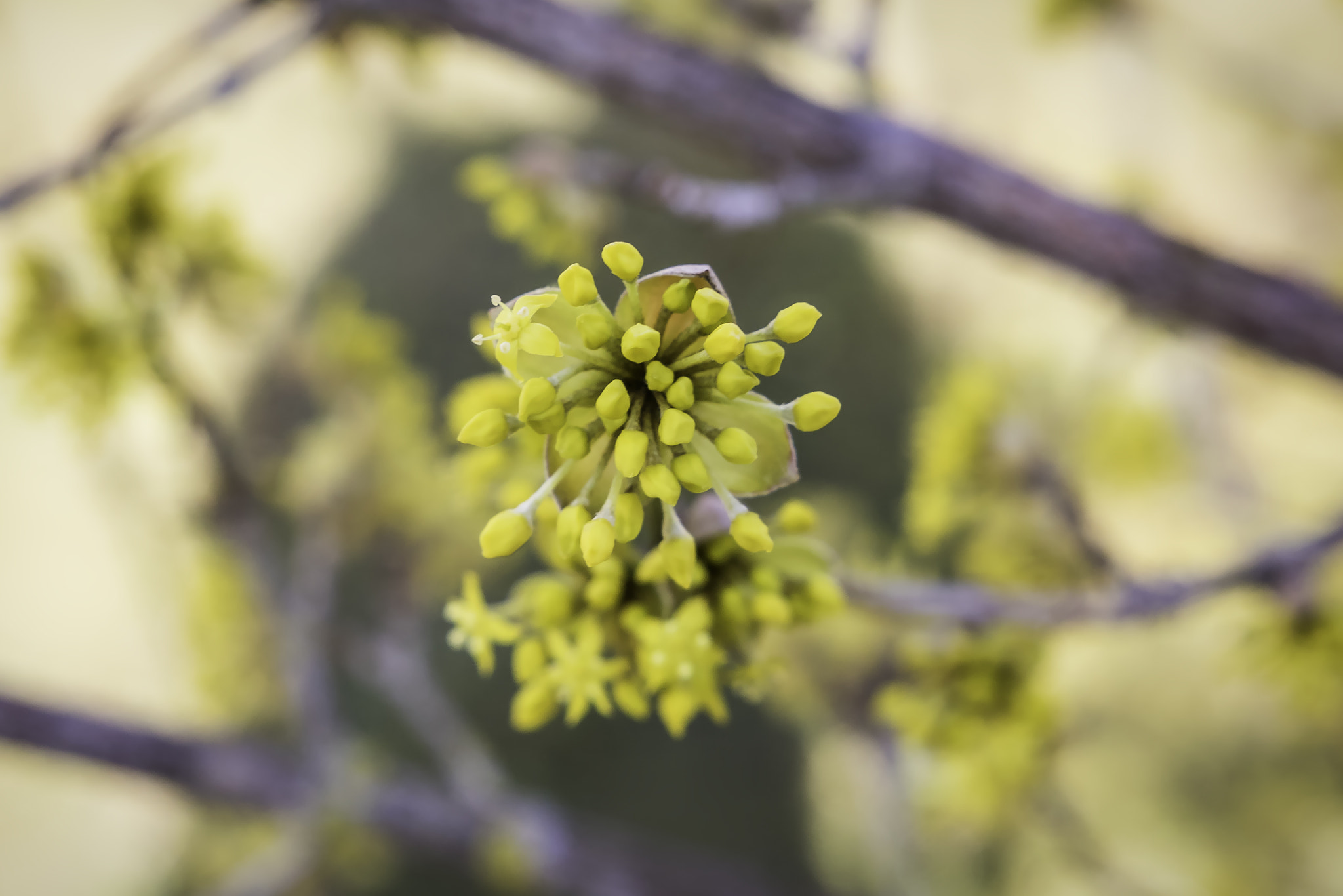 Canon EOS 760D (EOS Rebel T6s / EOS 8000D) + Sigma 18-35mm f/1.8 DC HSM sample photo. Blooming cornus part 3 photography