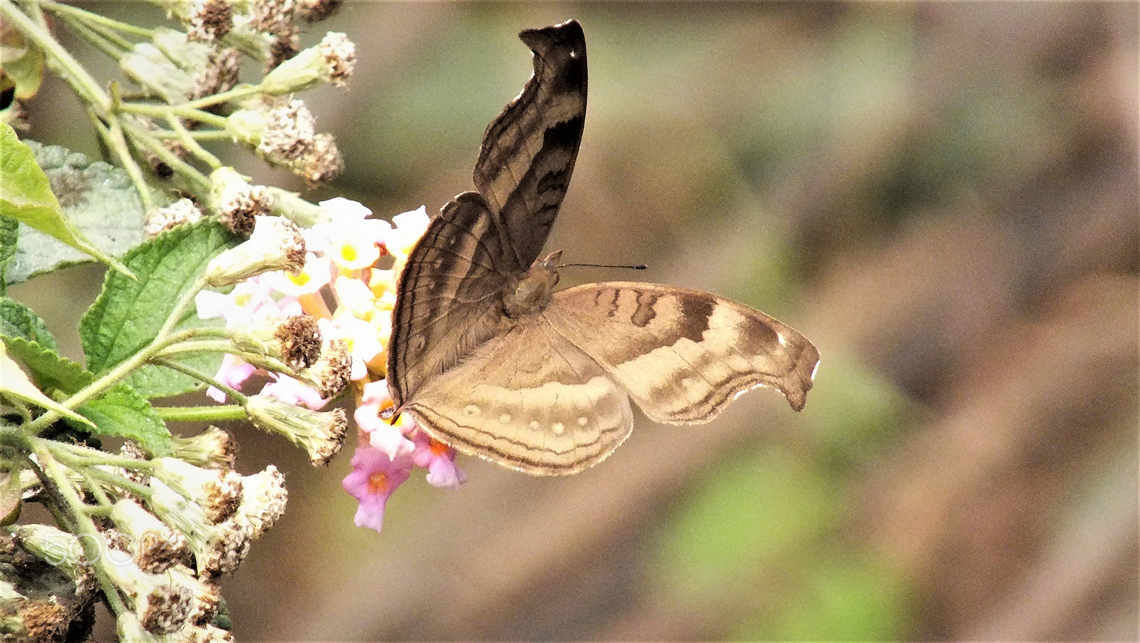 Fujifilm FinePix HS28EXR sample photo. Junonia  iphita photography