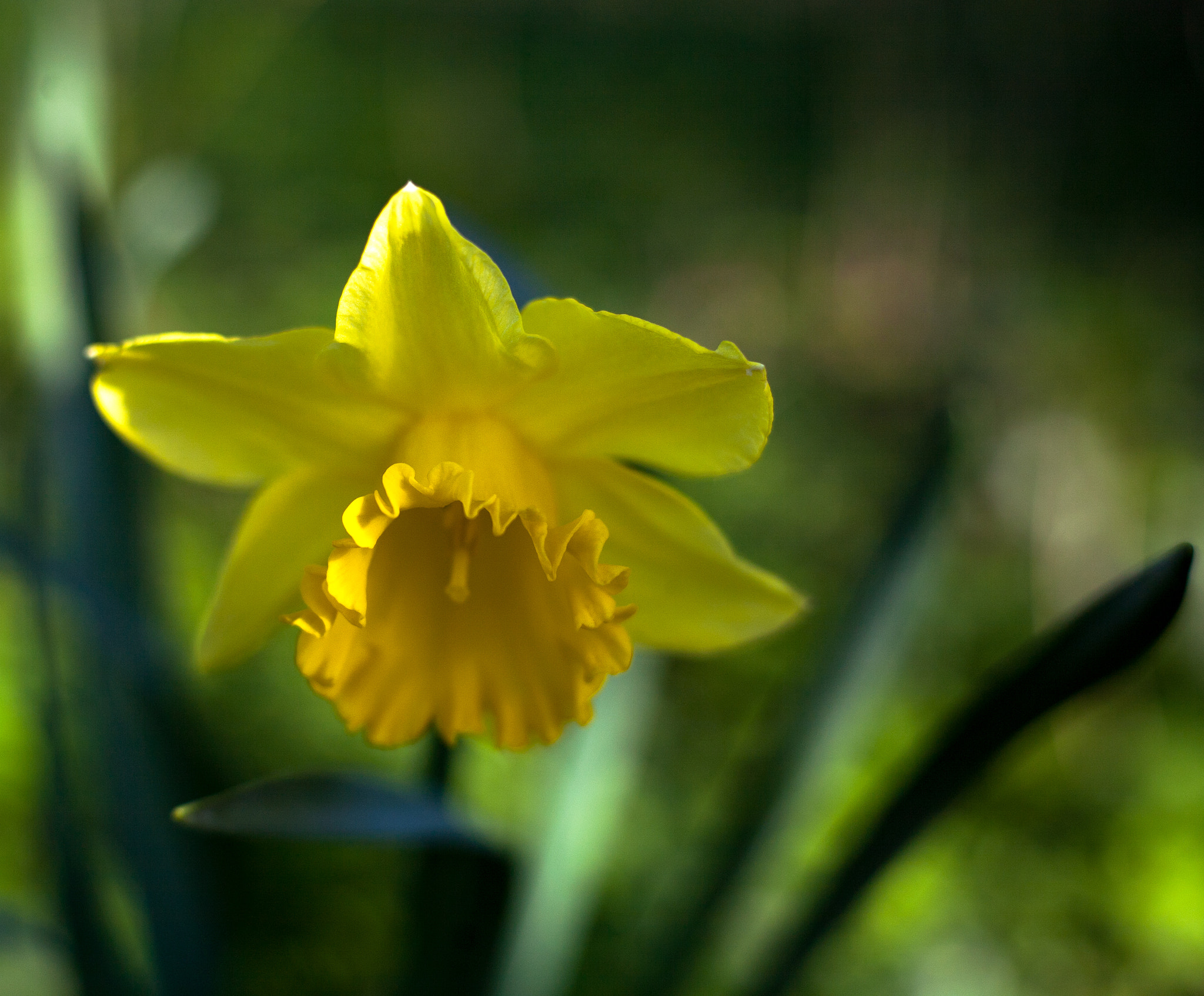 Canon EOS 5D sample photo. Spring flower photography