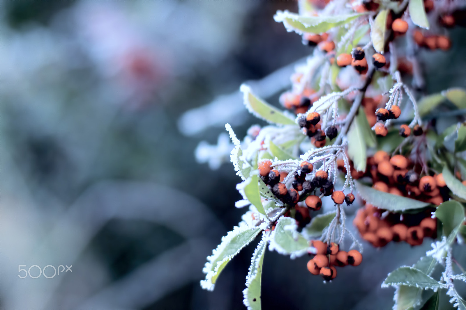 Canon EOS 700D (EOS Rebel T5i / EOS Kiss X7i) + Canon EF 50mm F1.4 USM sample photo. Freezing cold photography