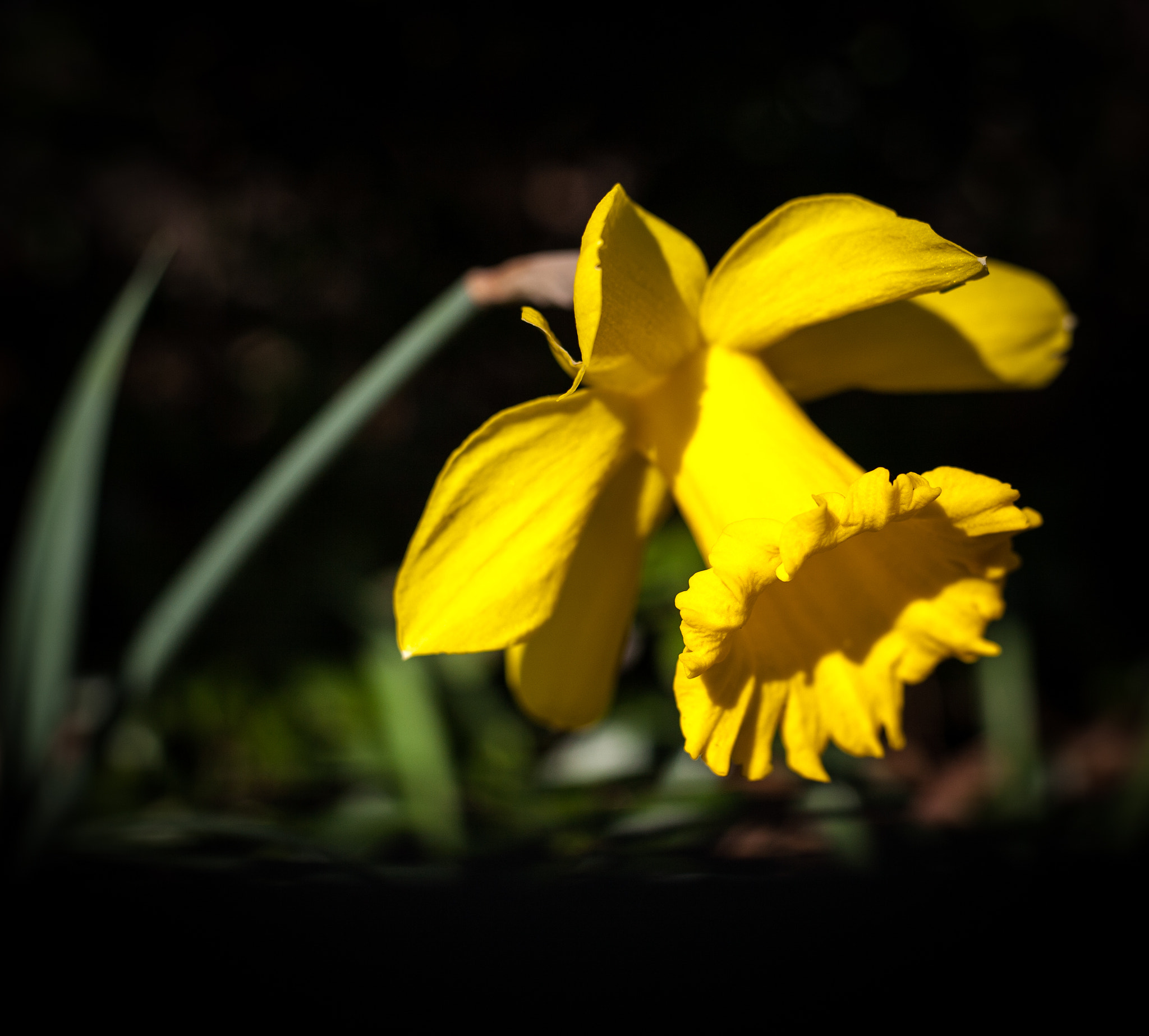 Canon EOS 5D sample photo. Spring flower 2 photography