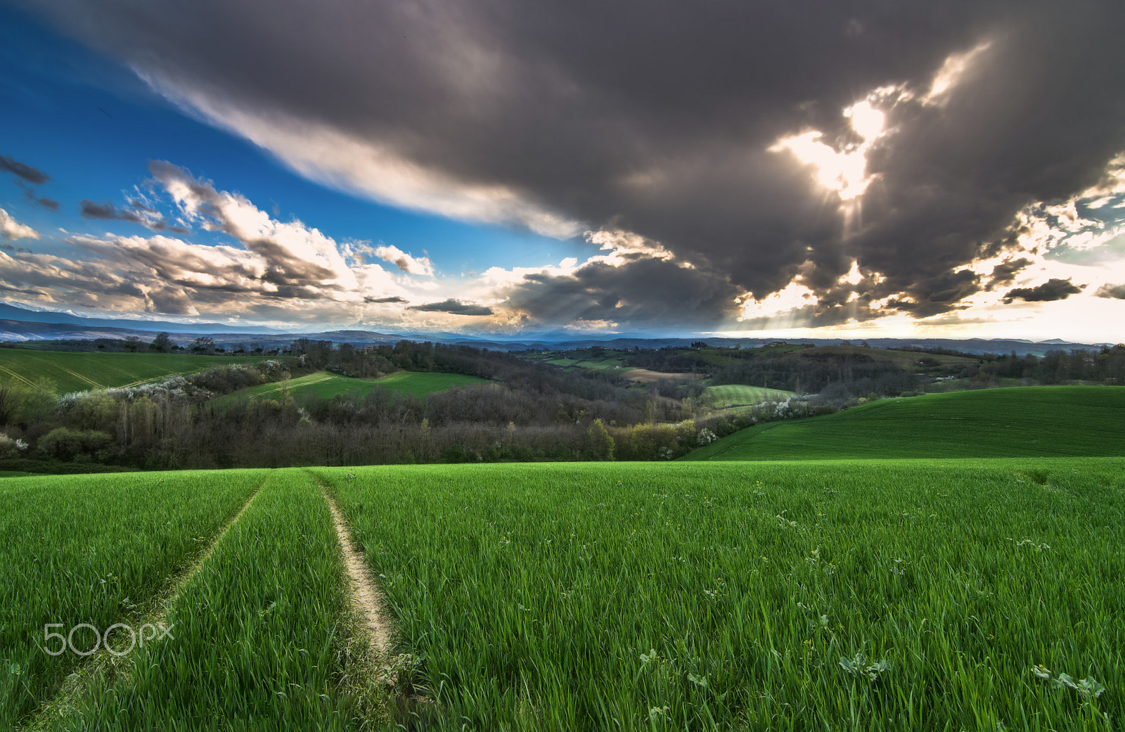 Tokina AT-X Pro 11-16mm F2.8 DX sample photo. Meadow photography