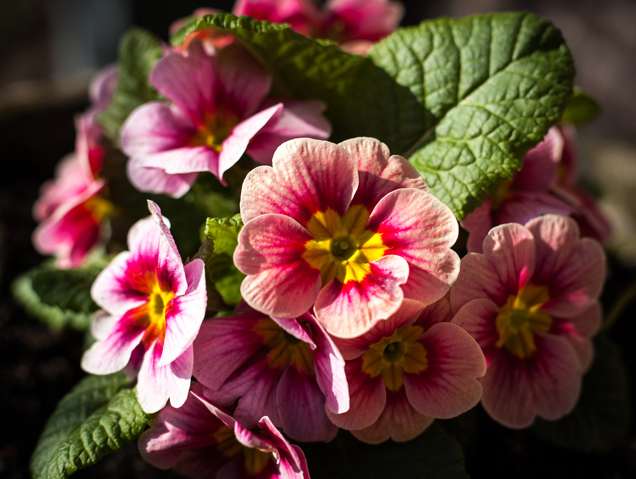 Canon EOS 5D sample photo. Pink flowers photography