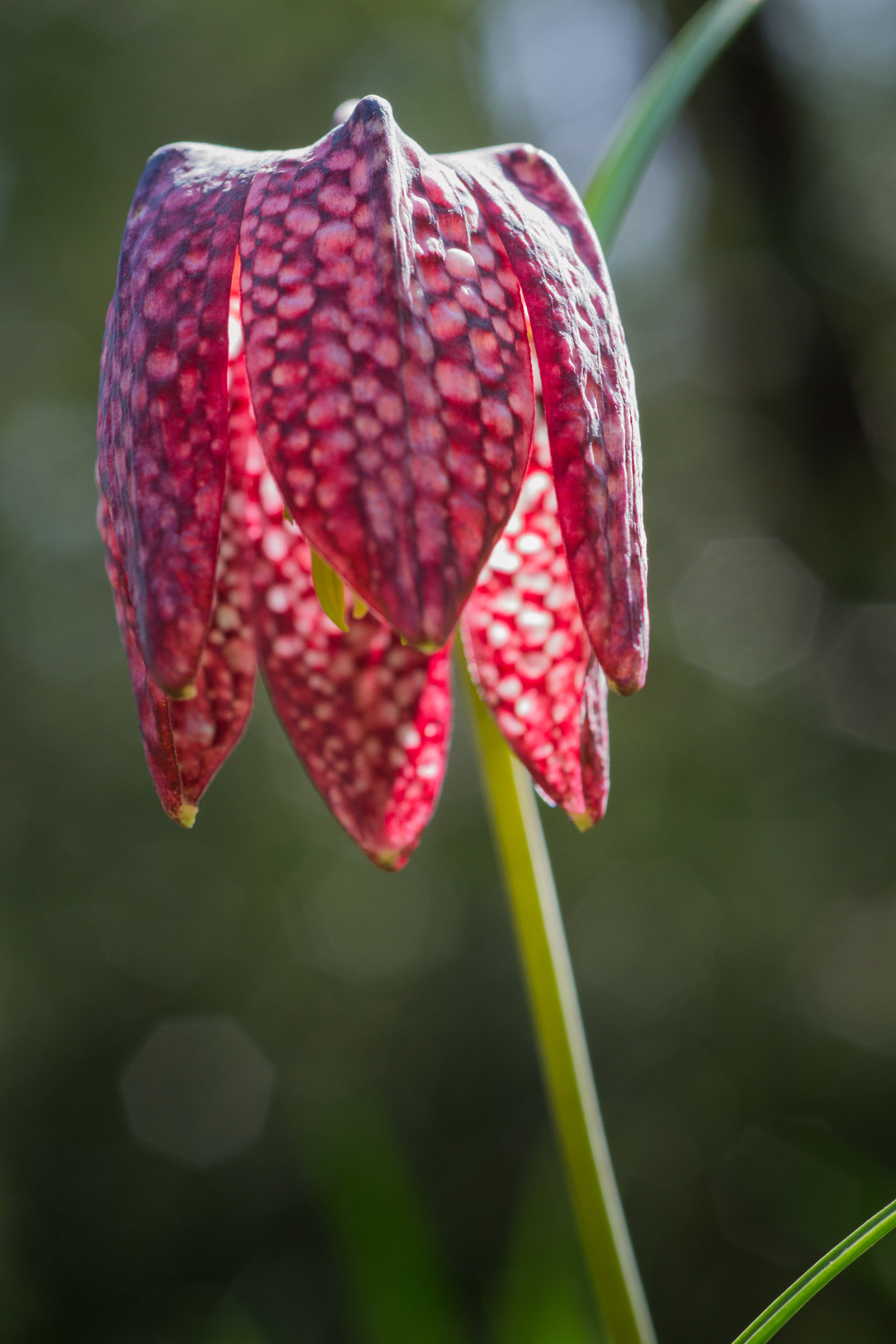 Nikon D3100 + AF Micro-Nikkor 60mm f/2.8 sample photo. Sous les jupes des filles photography