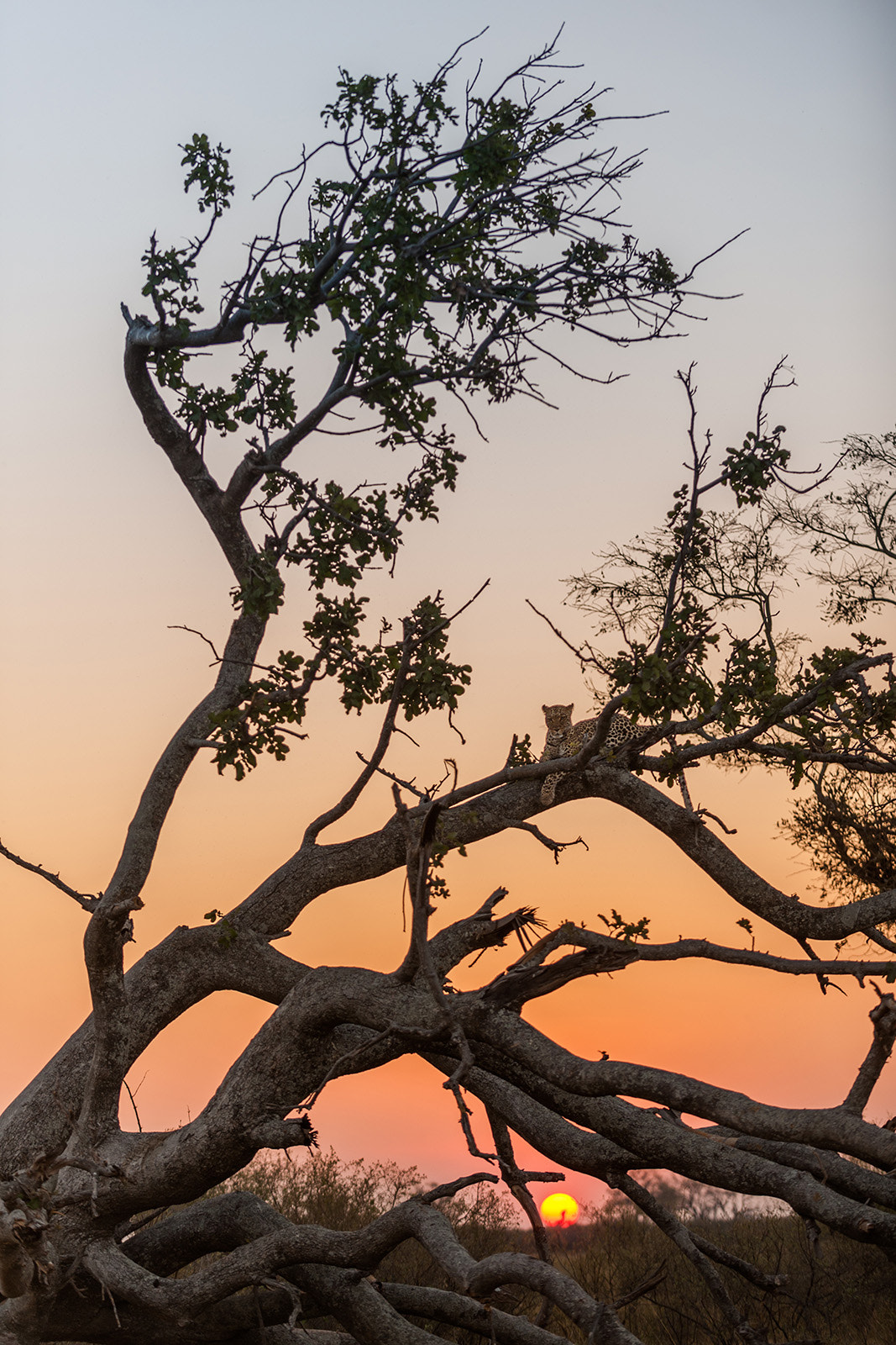 Nikon D700 sample photo. Leopard and setting sun photography