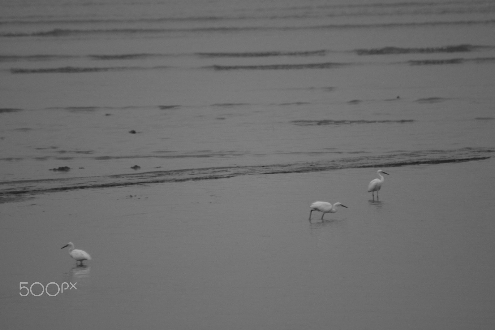 Canon EOS 500D (EOS Rebel T1i / EOS Kiss X3) + Canon EF 75-300mm f/4-5.6 USM sample photo. We love nature (b&w) photography